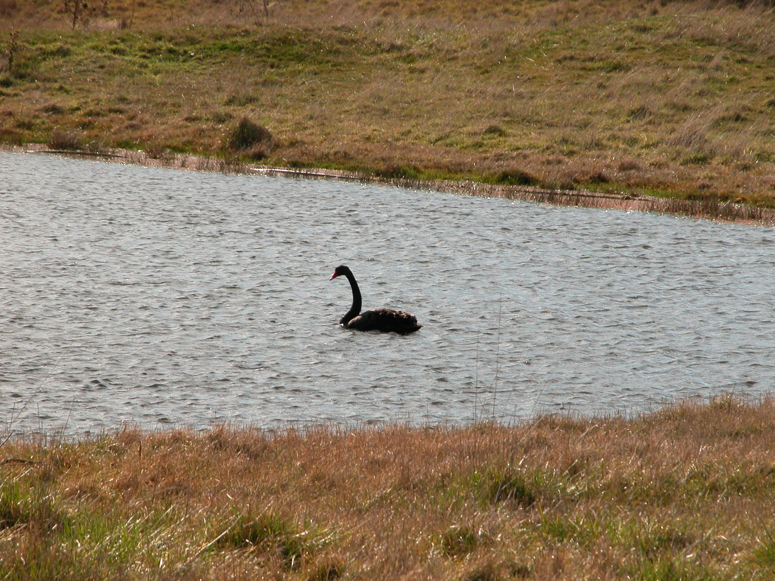 Mama swan at her ease. She’s on the nest at night, with swap-overs at dusk and dawn. Yesterday I saw her flying to Willow Tree Cafe just as the sun was coming up.