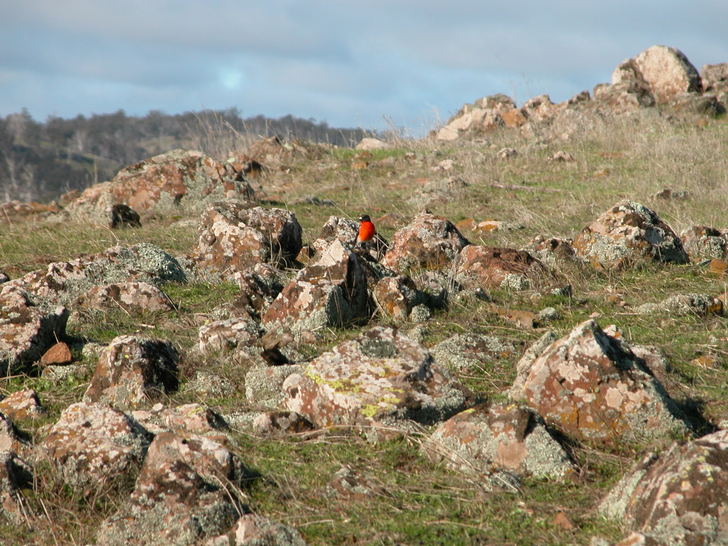 This is the best shot I’ve ever managed to get of a flame robin. They seem to know exactly how far maximum zoom distance is! What a bright bit of colour in the winter landscape.