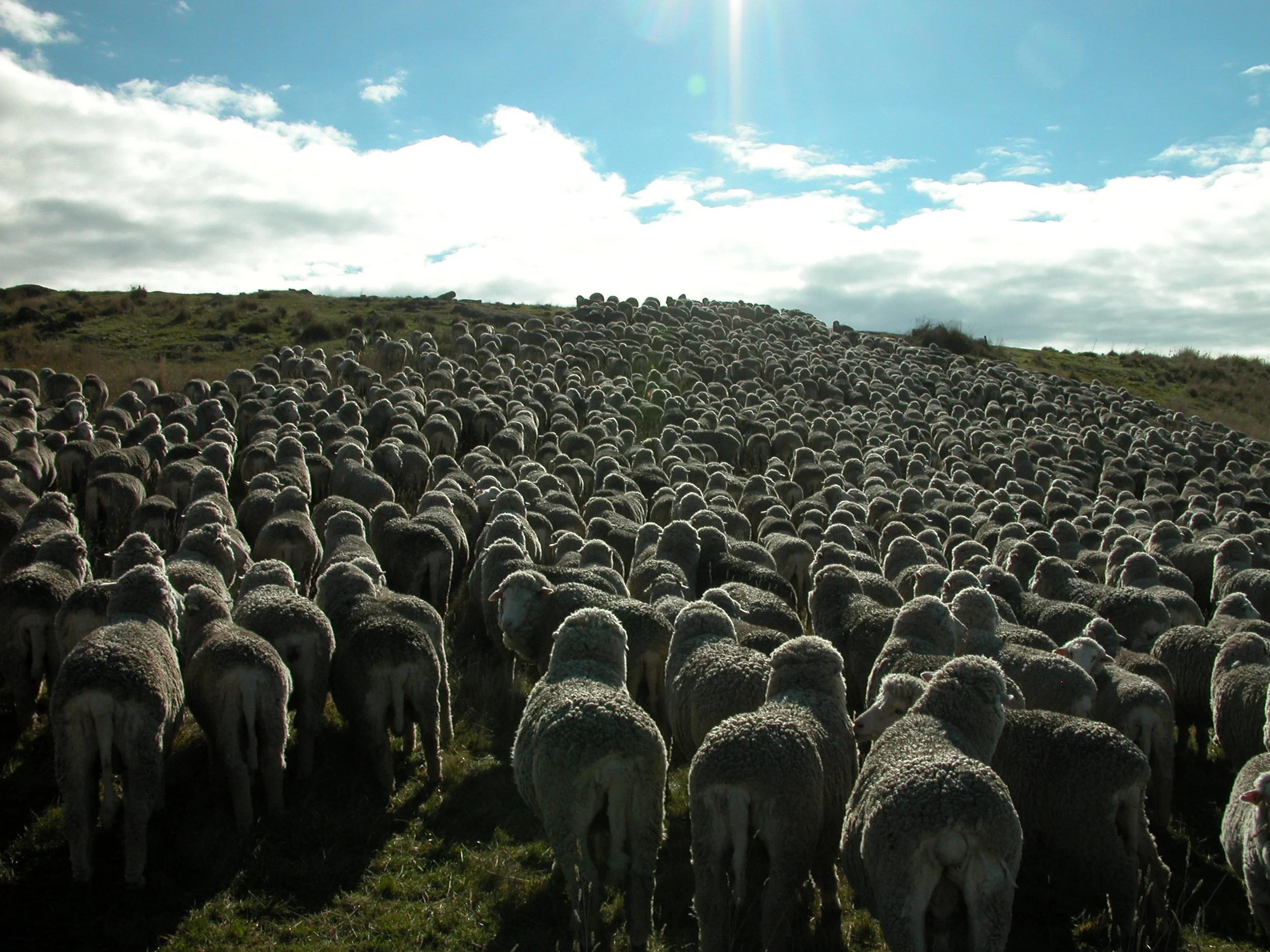 Heading up the hill to the gate, after the lamb rescue. It does look like a thousand sheep when they are in a mob, doesn’t it?