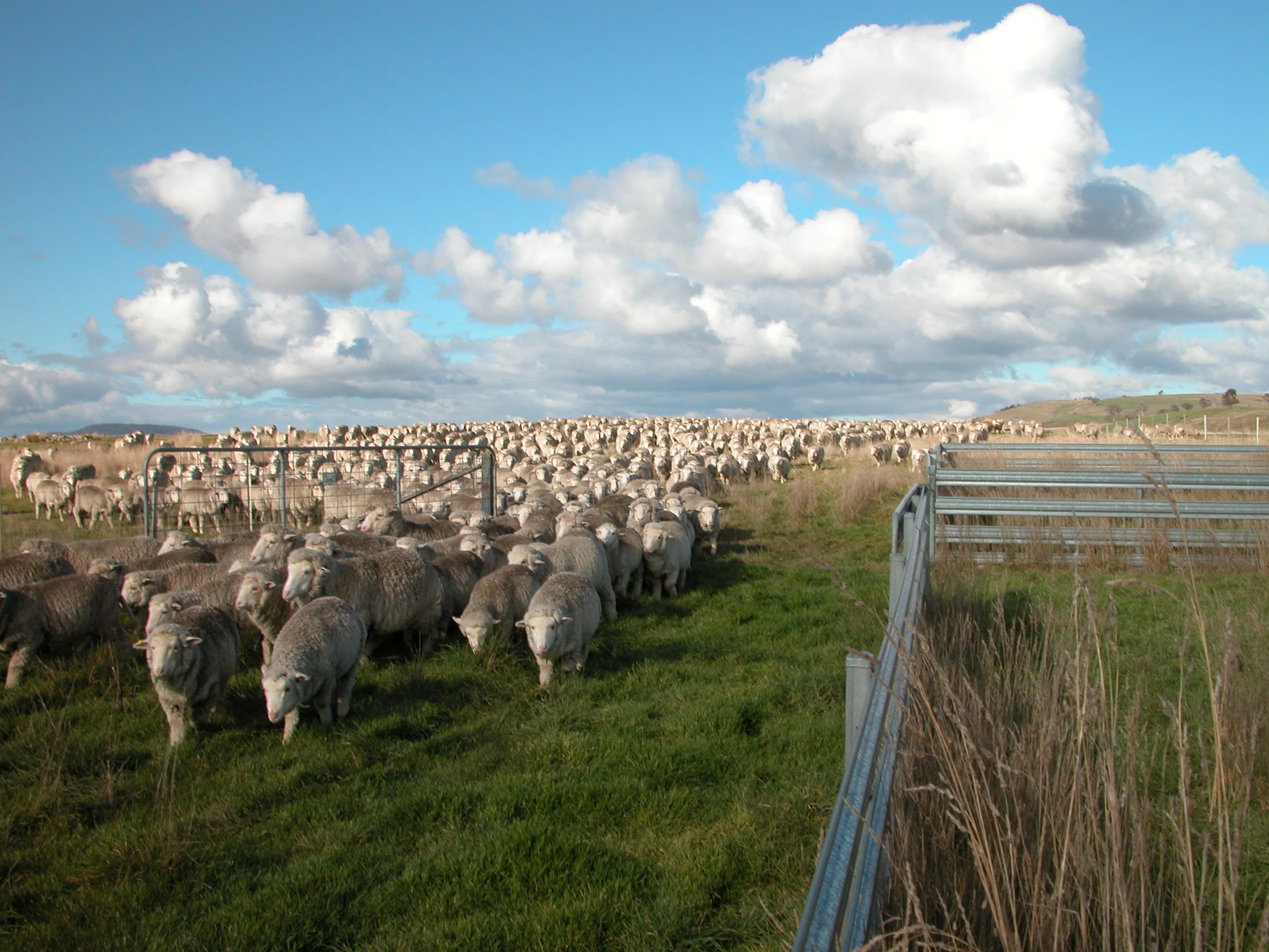 Coming through the gate onto fresh feed. Clara is standing next to me (not in the photo) at the corner of the yards. She didn’t stay long–the call of the fresh paddock and the rest of the flock was too strong.