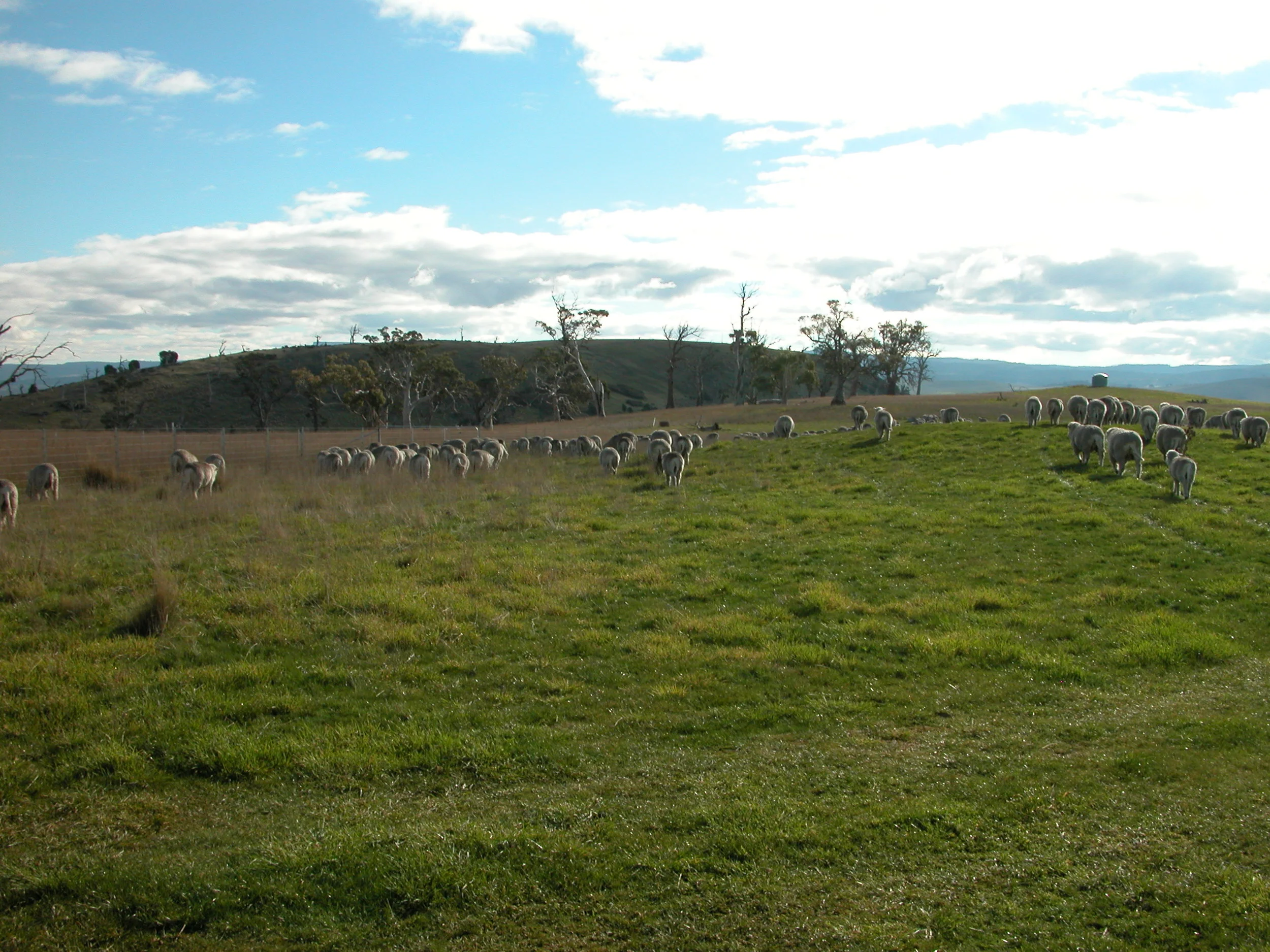 About 30 seconds later…they’ve shown me their heels and are blissfully exploring the new forage.