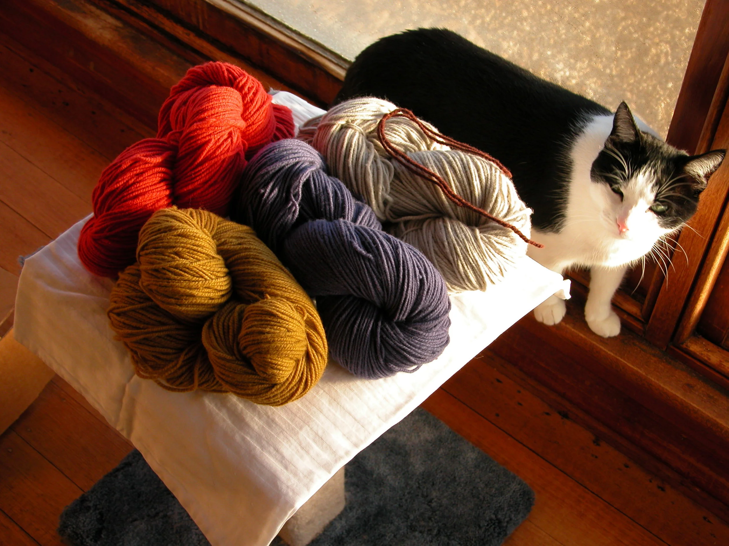 Skye kitty and the very first dye lot of yarn.