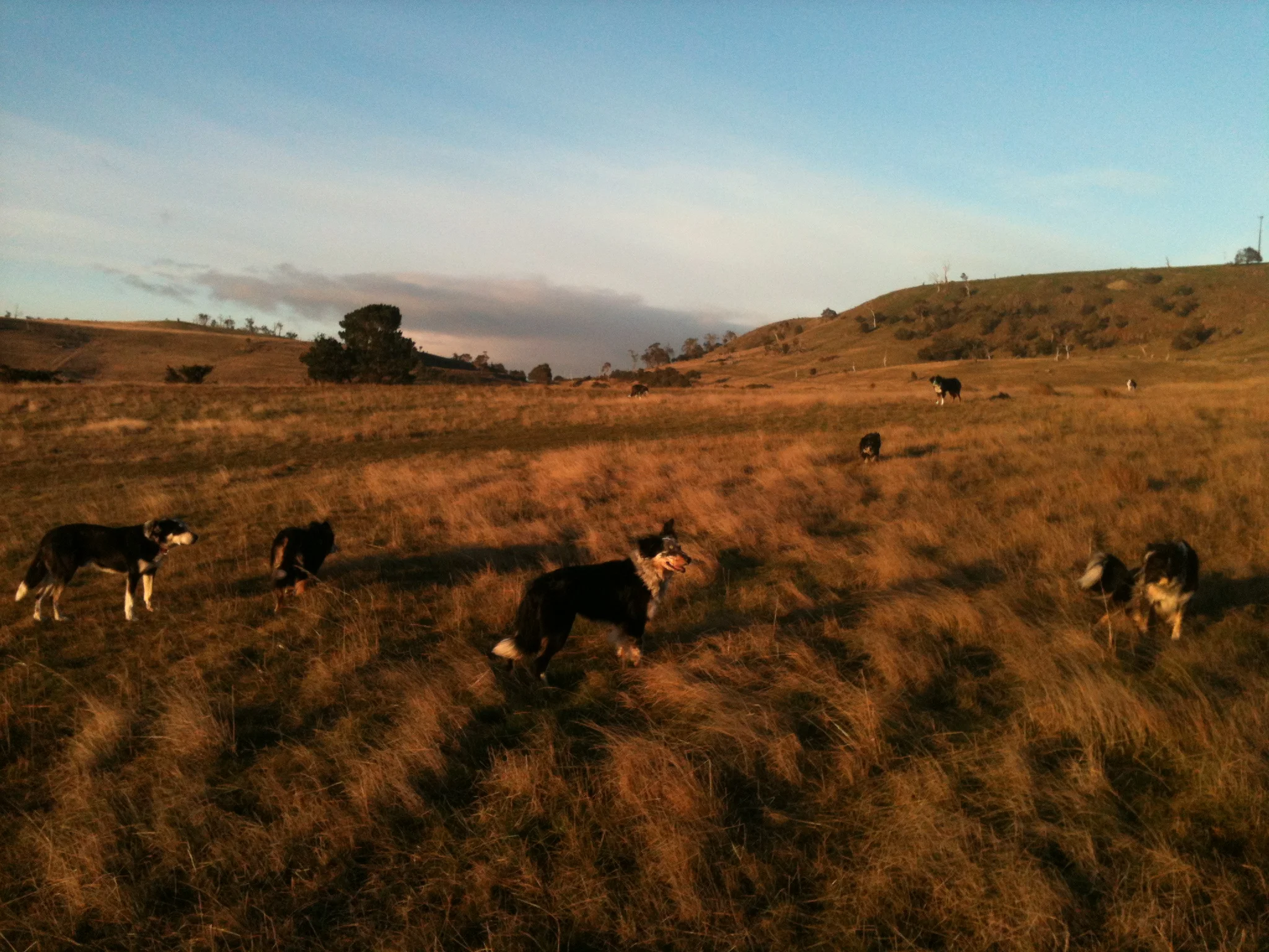 The dog pack ready to run. Chance, Jane, Pearl and Jax in the foreground. Blaze, Flynn and Joker in the back. Enough to intimidate any cat!