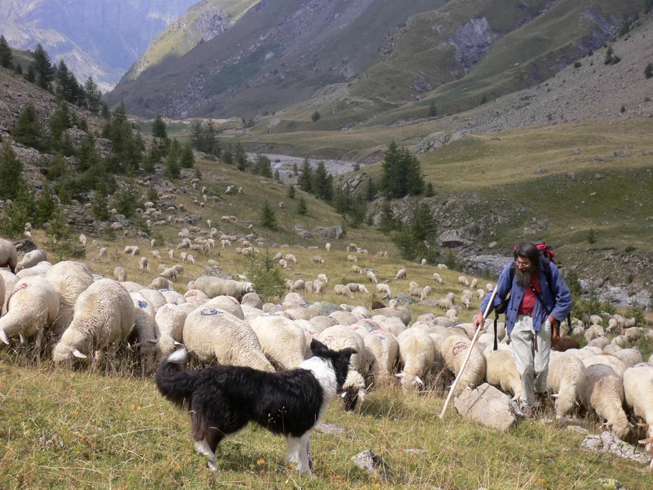 Andre Leroy herding in the southern French Alps