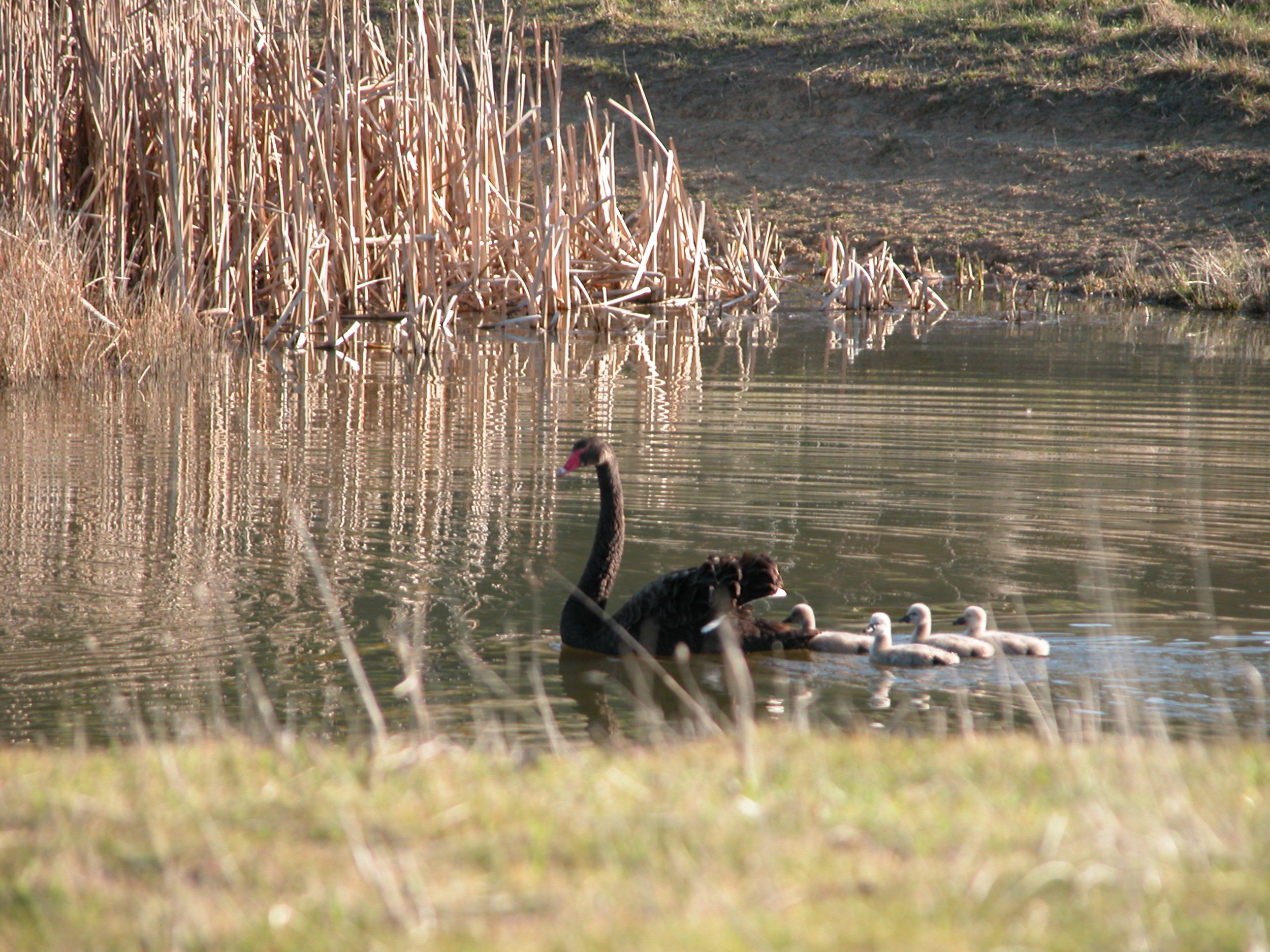 …and Papa following along with the others