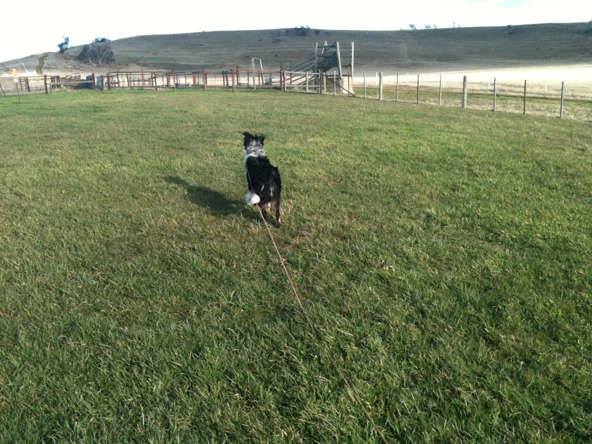 Pearl ready to start a training session–she knows the sheep are in the yard ahead