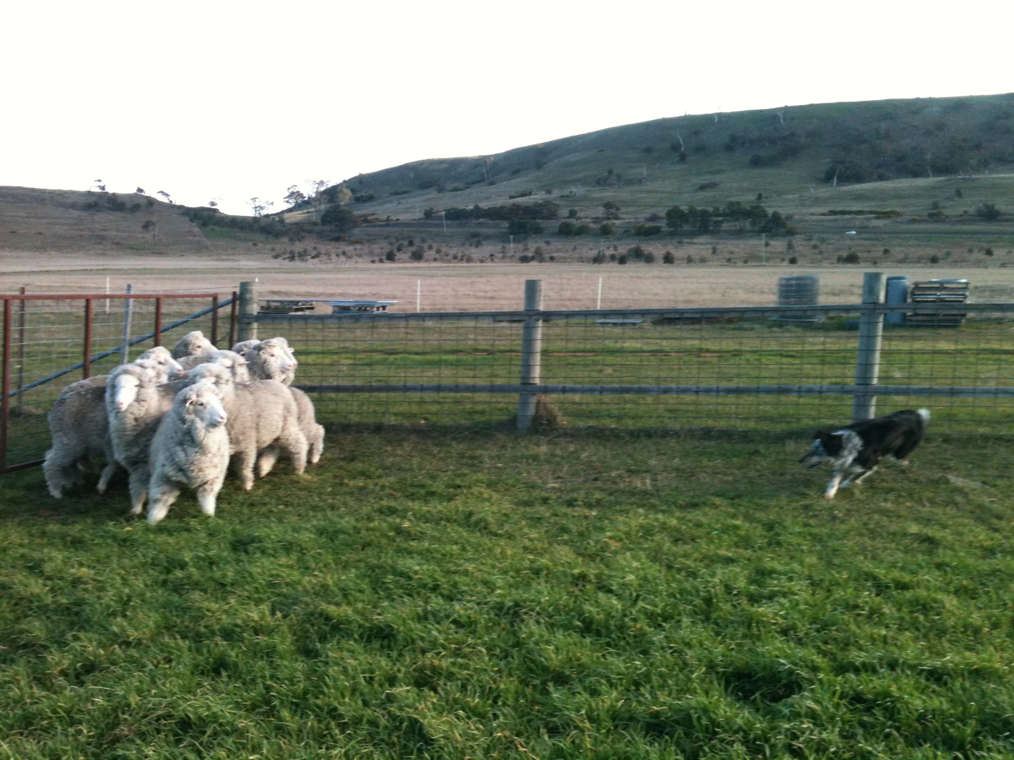 Pearl learning to “read” her sheep
