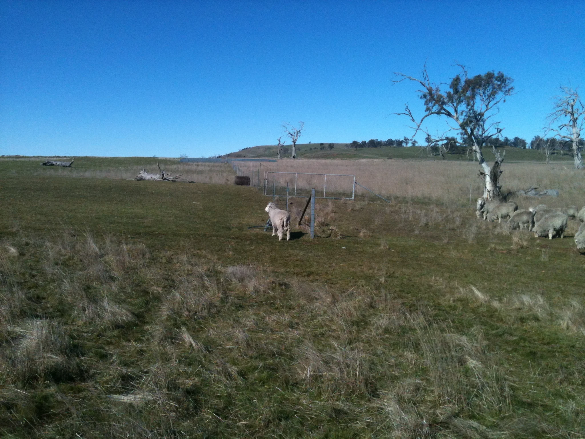 Vicky spots the water trough…