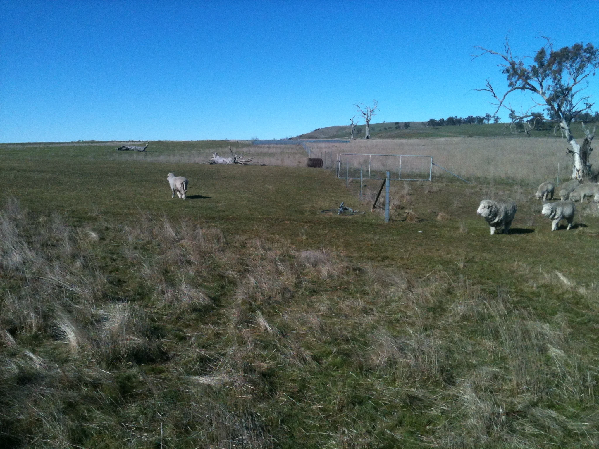 …sashays off toward it…