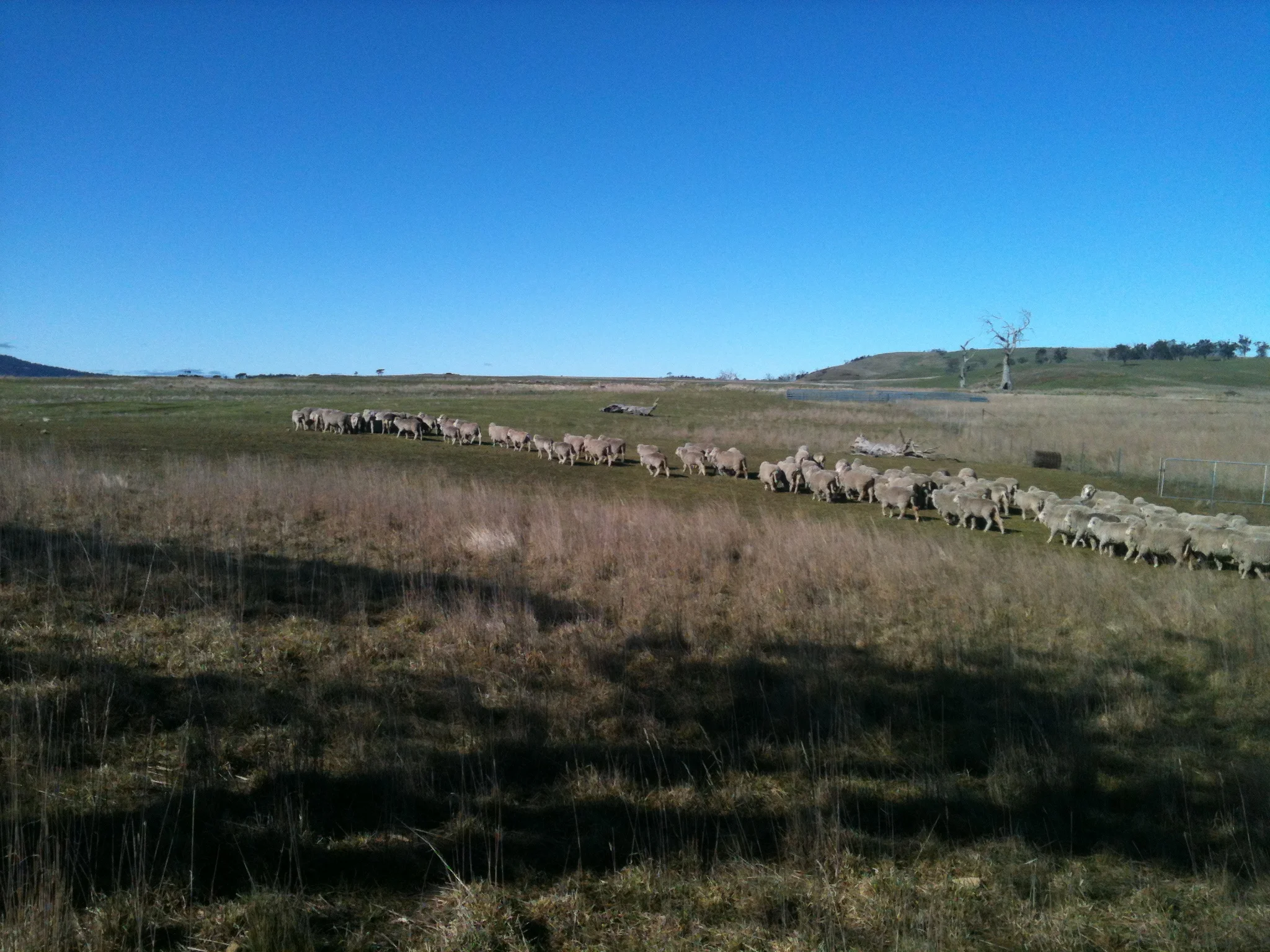 …and the whole mob comes along! So much for my blocking.