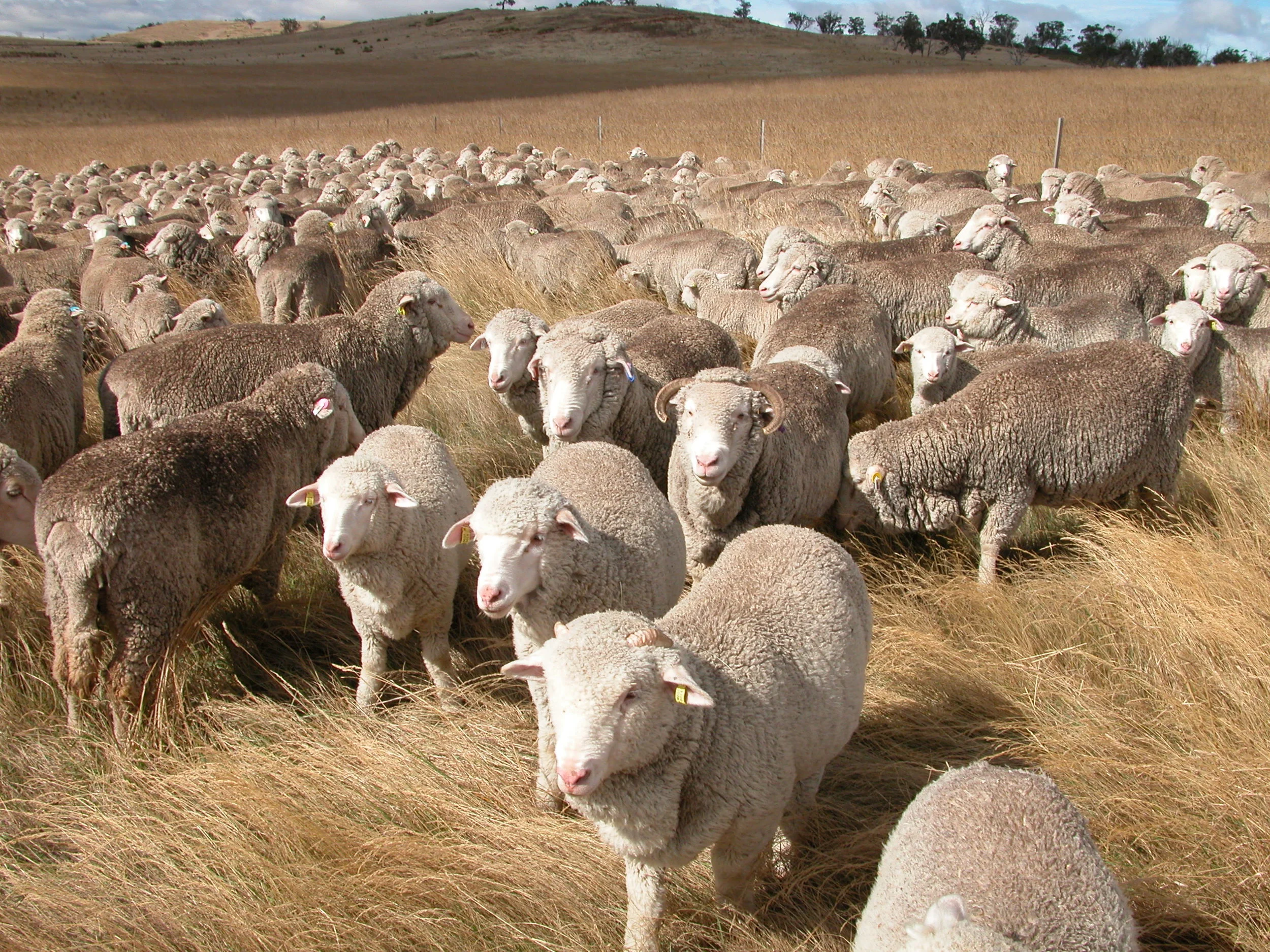 Youngest to oldest: pet lambs Vicky, Clara and Felix in front of Old Leader (blue ear tag) and Alice (curled horns). This was taken earlier this year, and Alice and Old Leader still look pretty much as they did 2 years ago when I took the photos that are on the yarn labels.