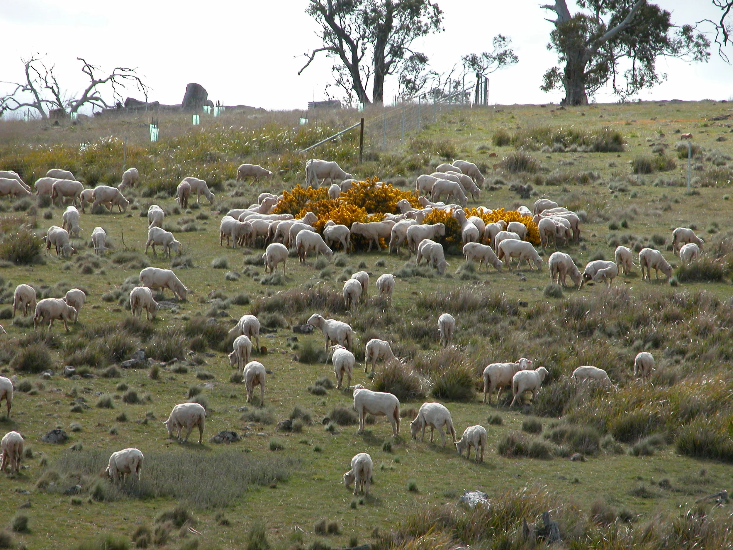 Chowing down on gorse blossoms–one of the many learned eating behaviours passed down from the canny old ewes to the youngsters.