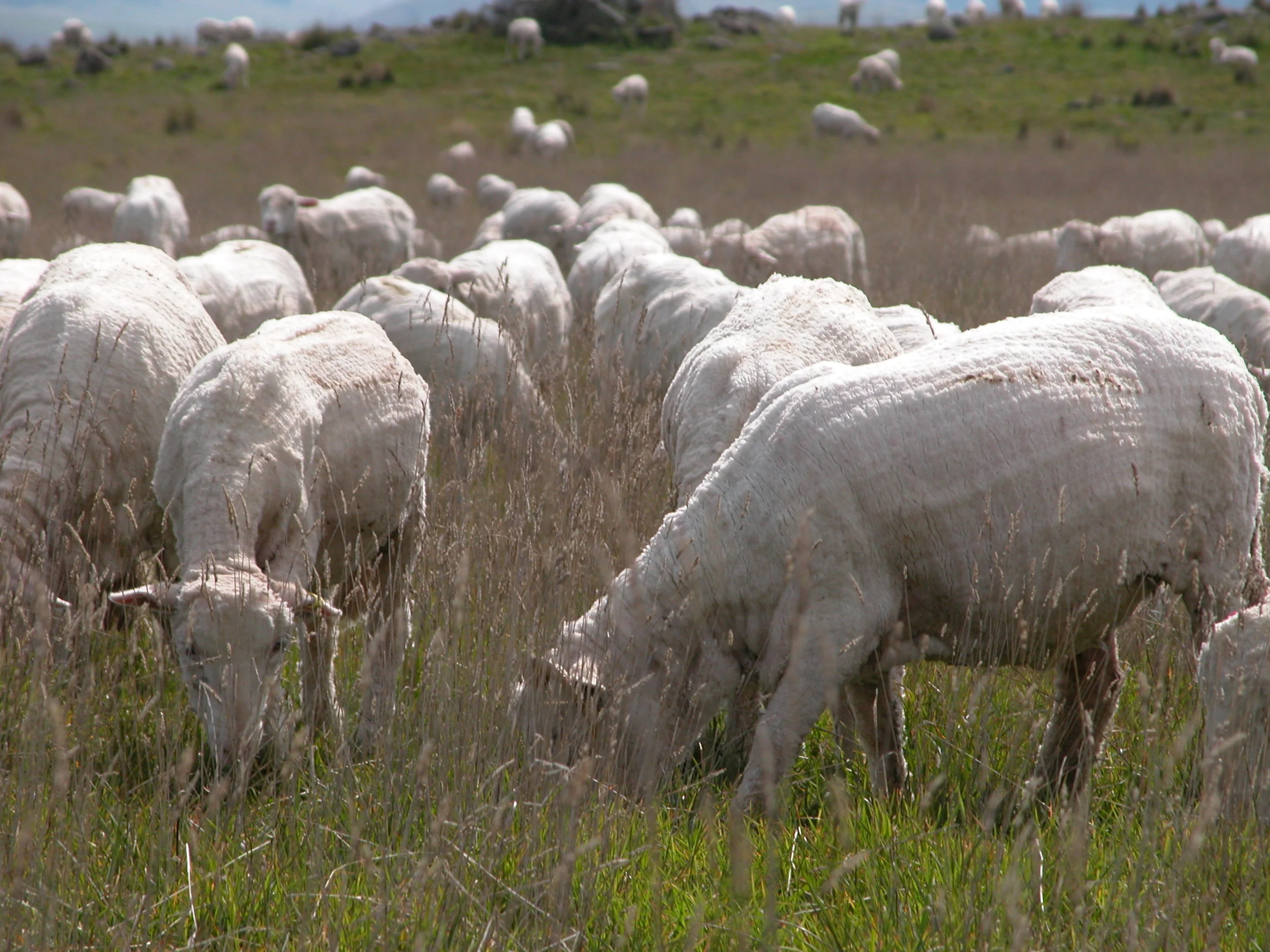 Shorn sheep grazing quite boldly up to me and the dogs as we sat in the long grass