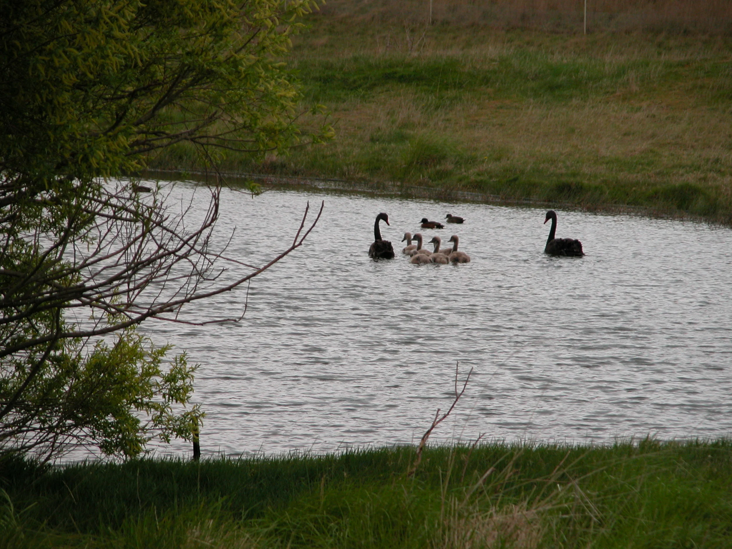 Safe on Willow Tree pond. Phew!