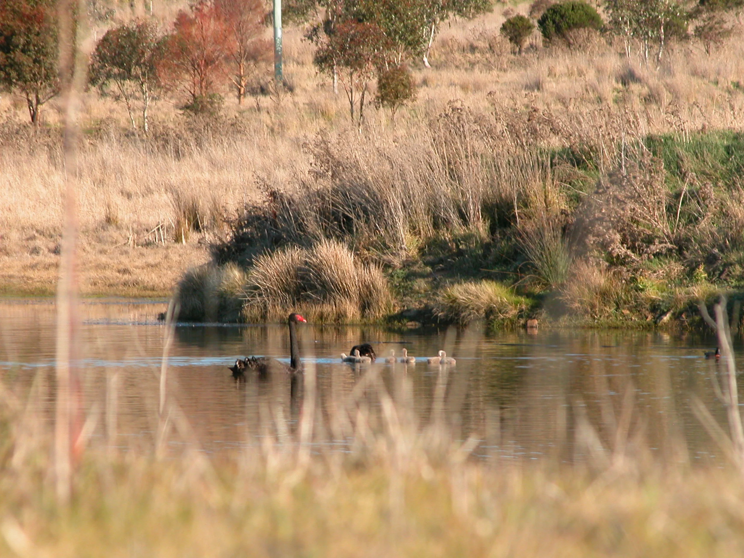 Swan family in the revegetation area where they clutched. Trees in the background were all planted in 2008.