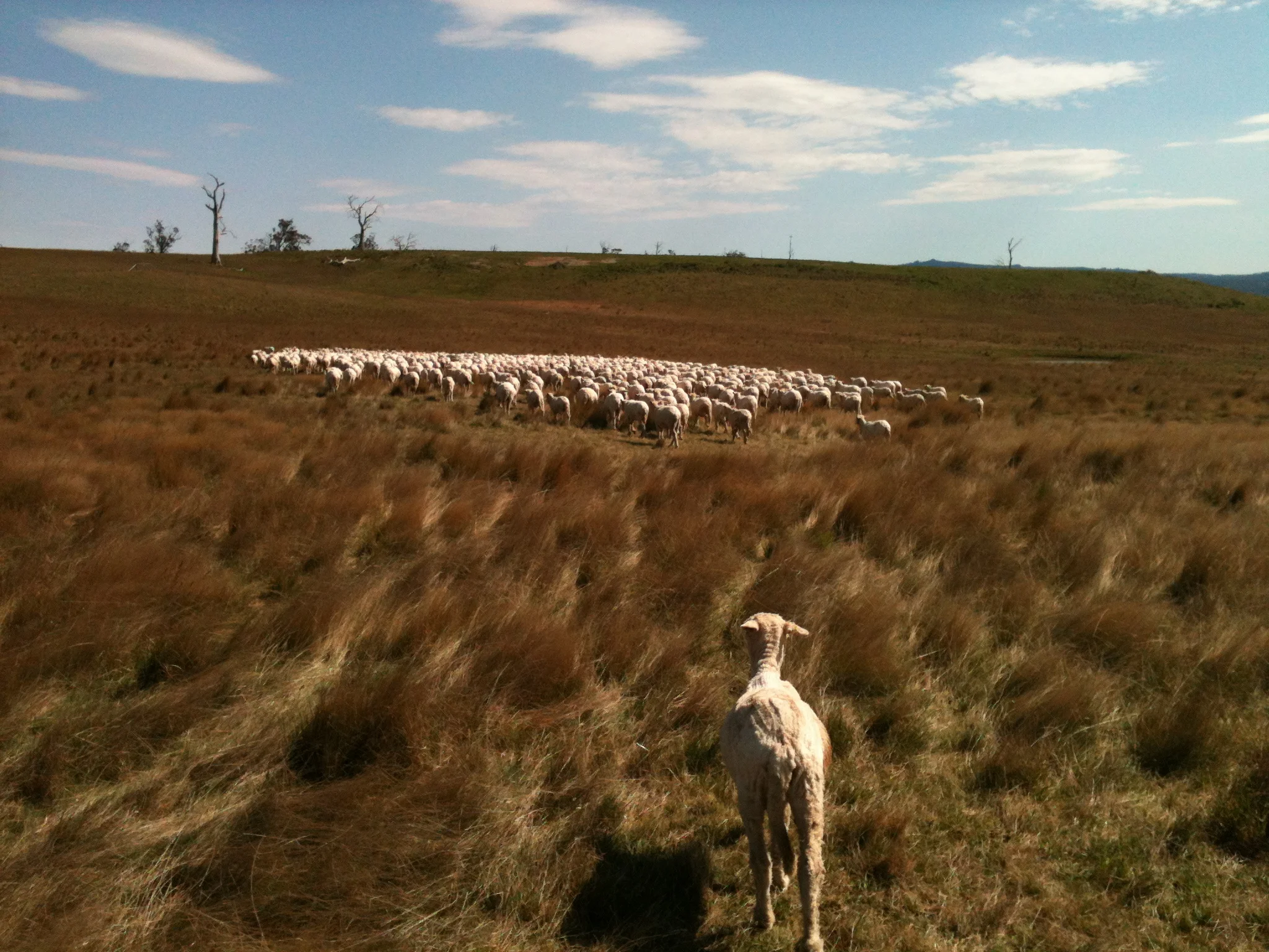 Miss Clara, as usual torn between staying with me and not letting the flock get away from her.