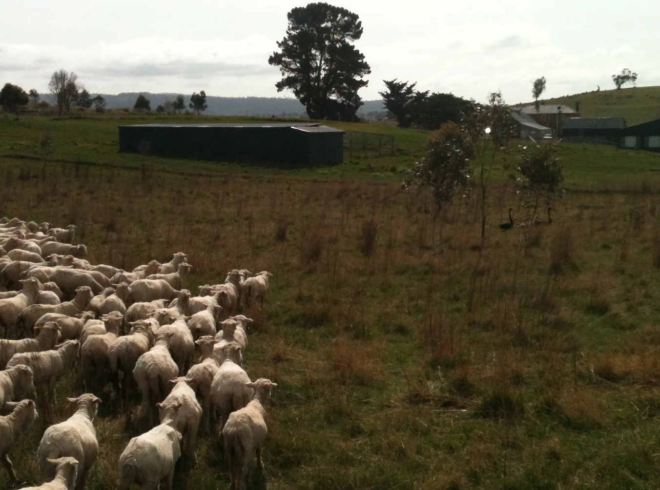 If you look closely, you can see the swans moving away on the right side of the photo. I was too busy worrying about the sheep hurting the cygnets to even think about getting my proper camera out, so this is an iPhone special.