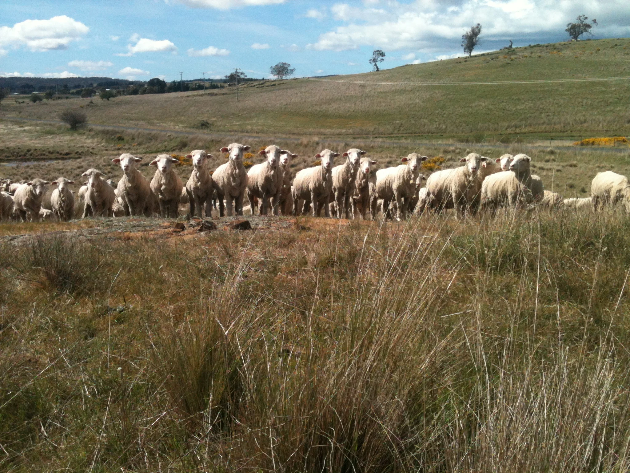 Here’s looking at you, kid. As the dogs and I spend more time with the flock, curiosity is replacing wariness, and they often will graze up close if we are sitting still.