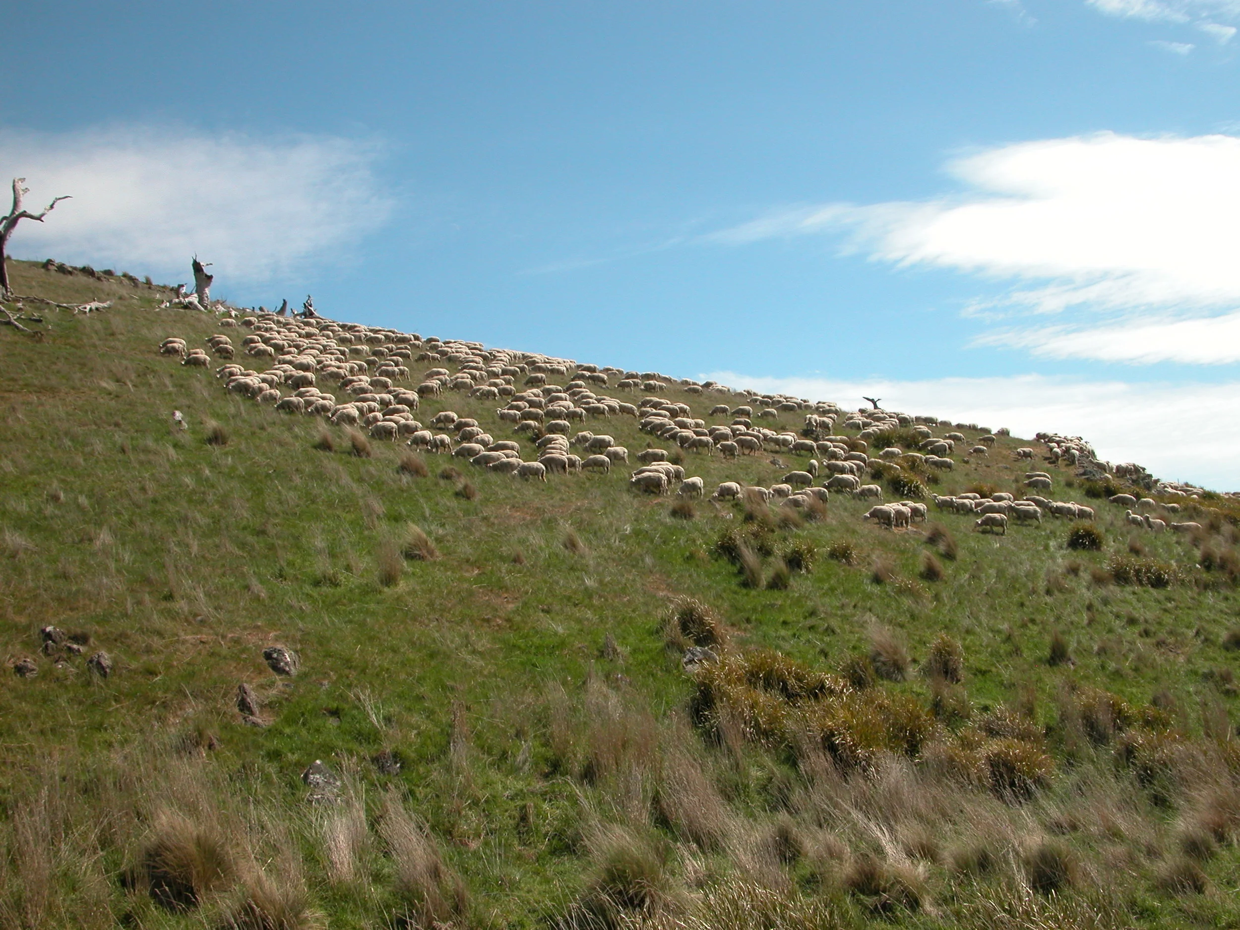 The flock showing an uphill forward biais shortly after coming into this paddock.