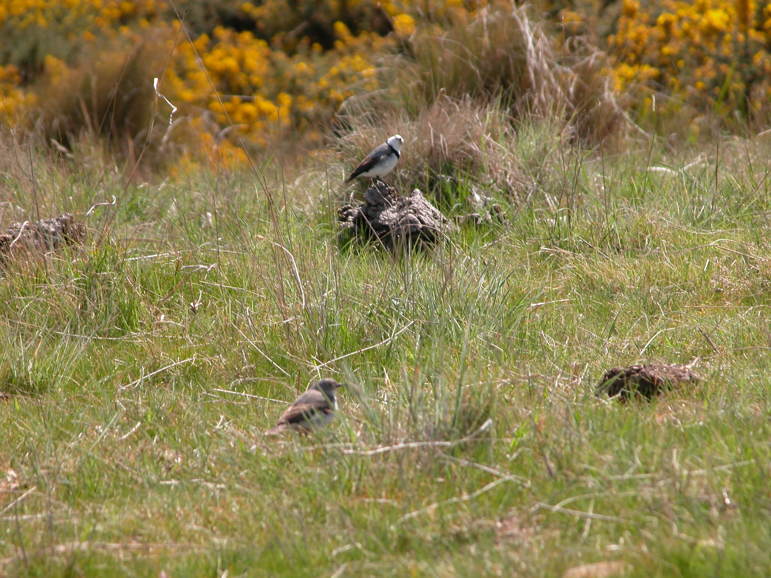 A pair of native chats sharing my morning tea spot.
