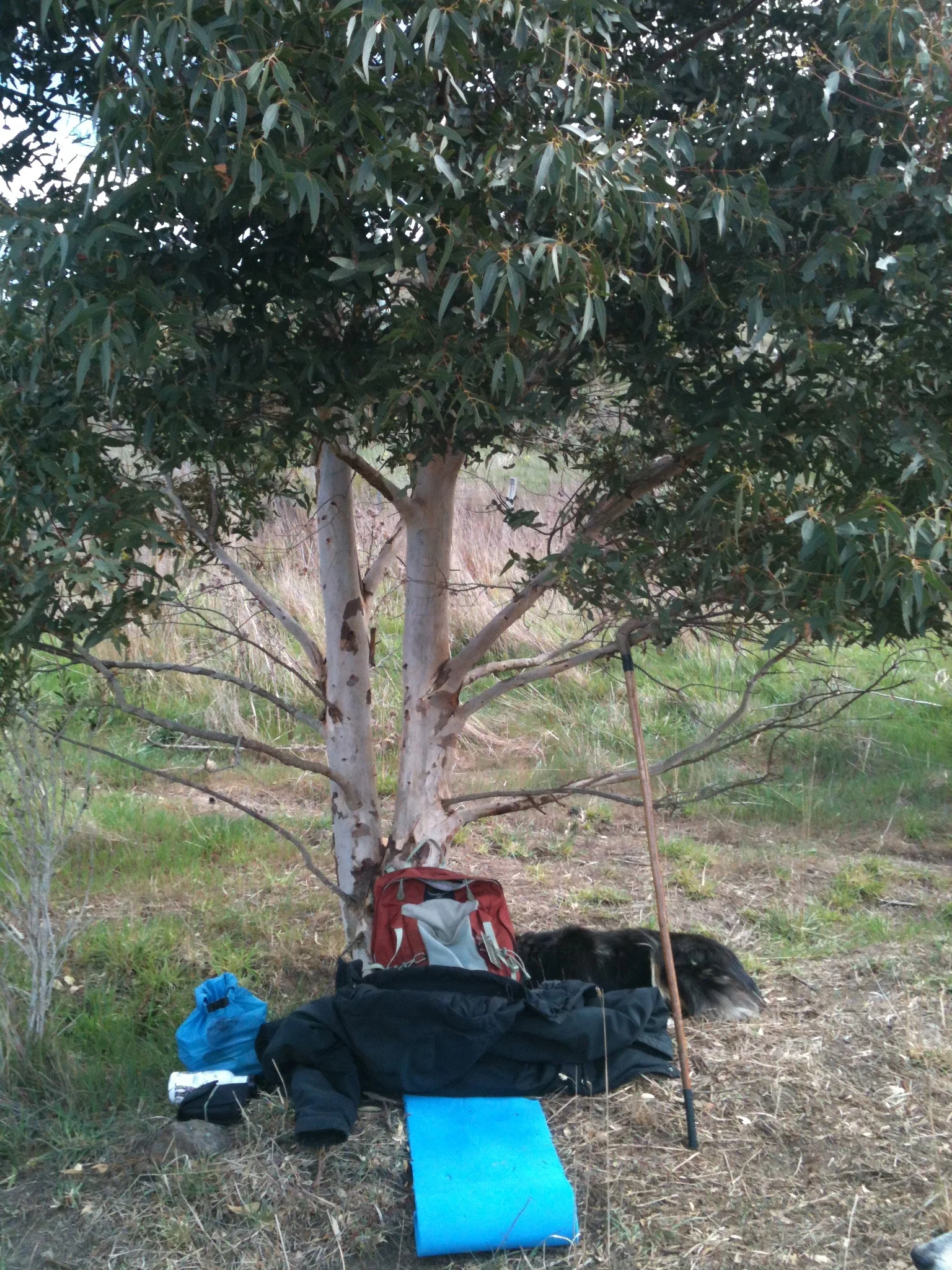 My gear for the day. The tree is one I planted in 2008.