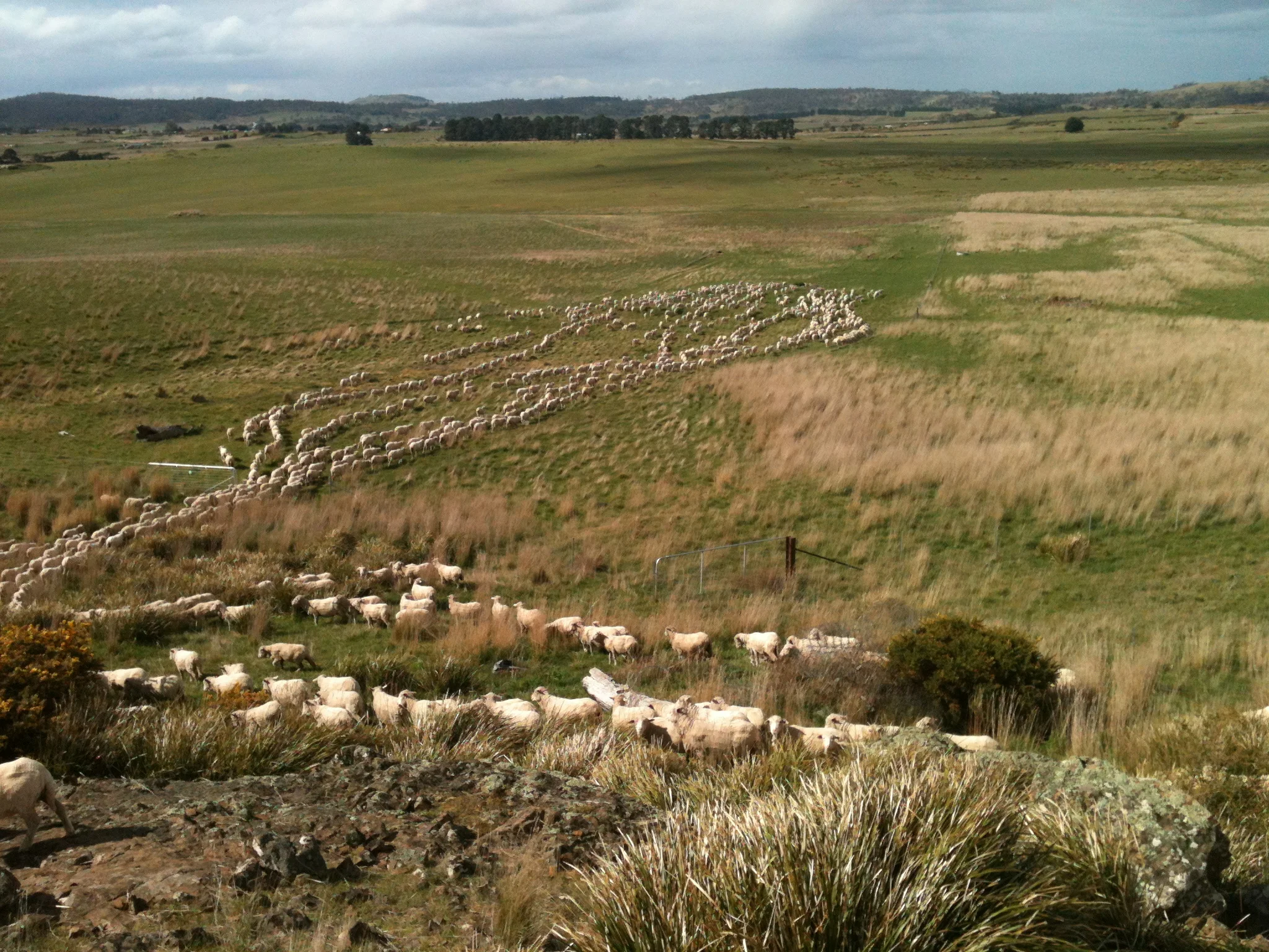 Second-last gate of the day. Old Leader blew past the gate on the right that I intended her to go through. Another hour passed before the flock was settled for the night.