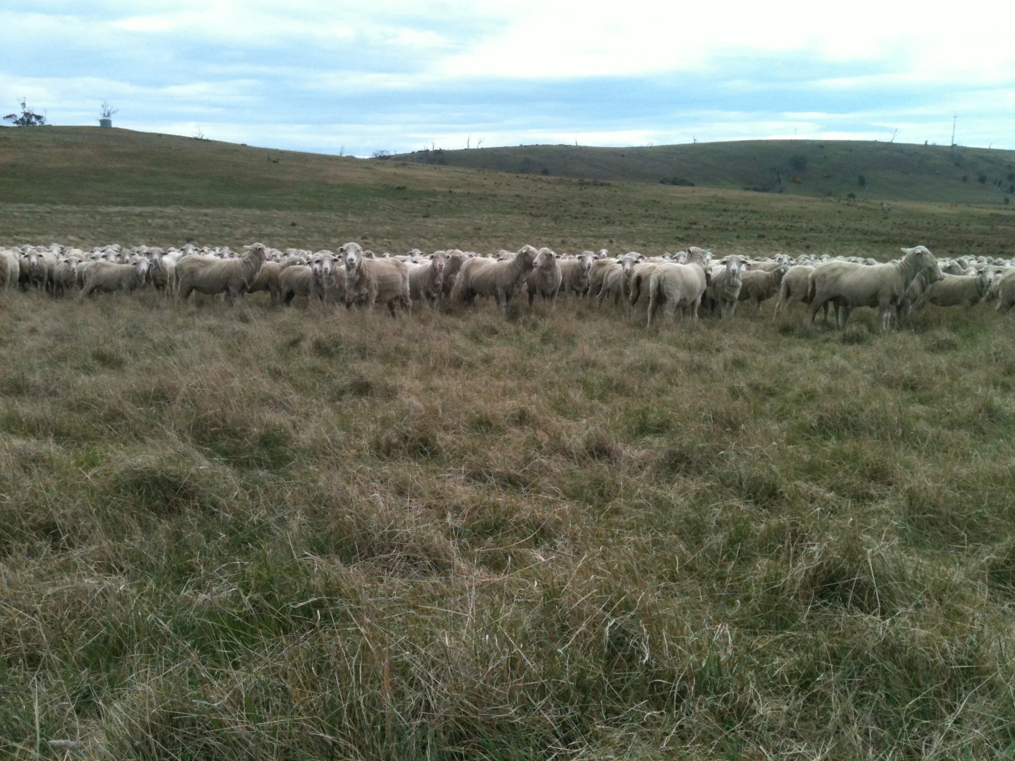 The flock just before moving off at the end of mid-day rest. I’ve been playing my penny whistle and singing to them. They were interested, but not impressed enough to hang around and keep listening.