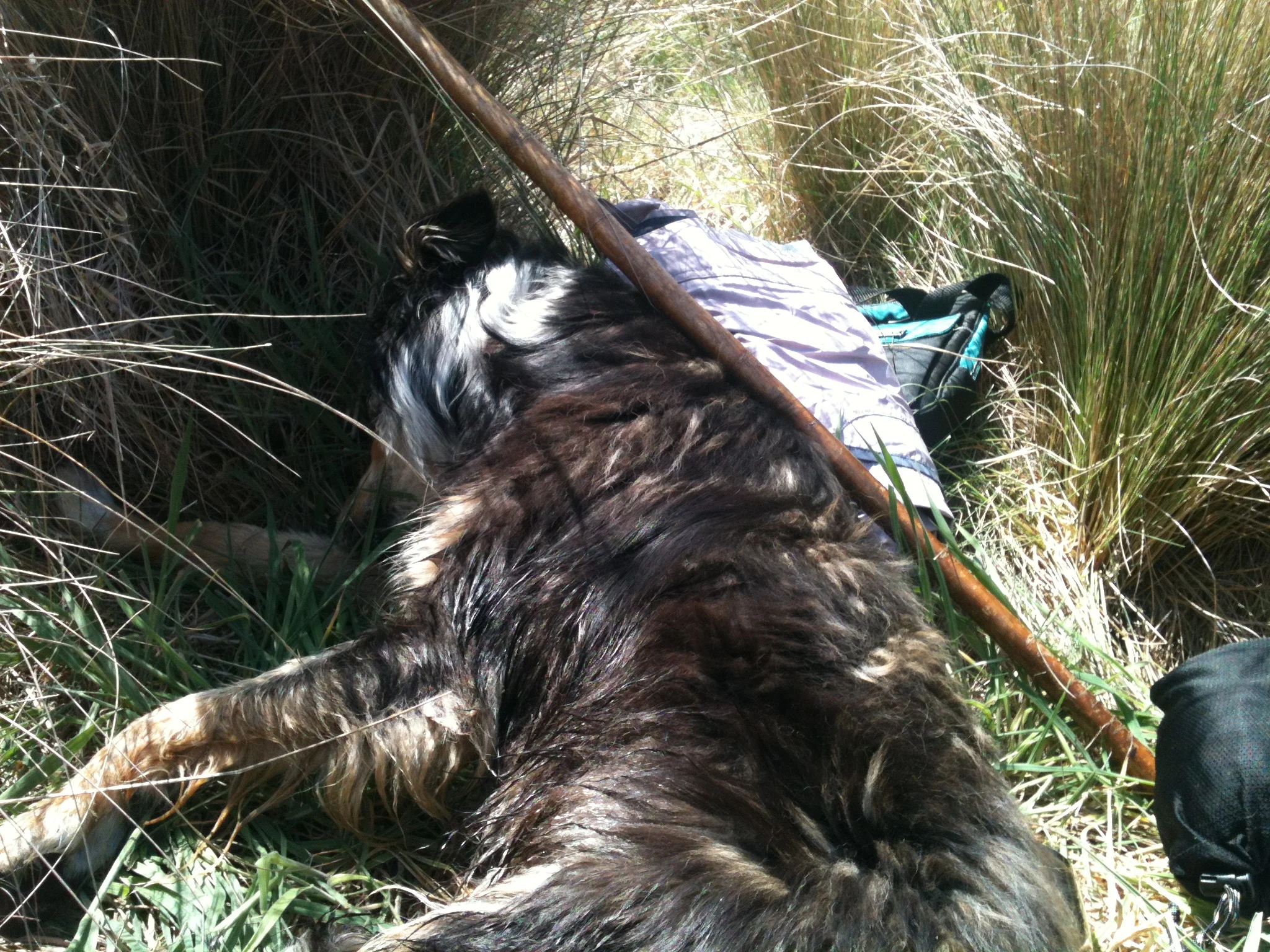 anie flaked out with her head in the only bit of shade at mid-day rest.