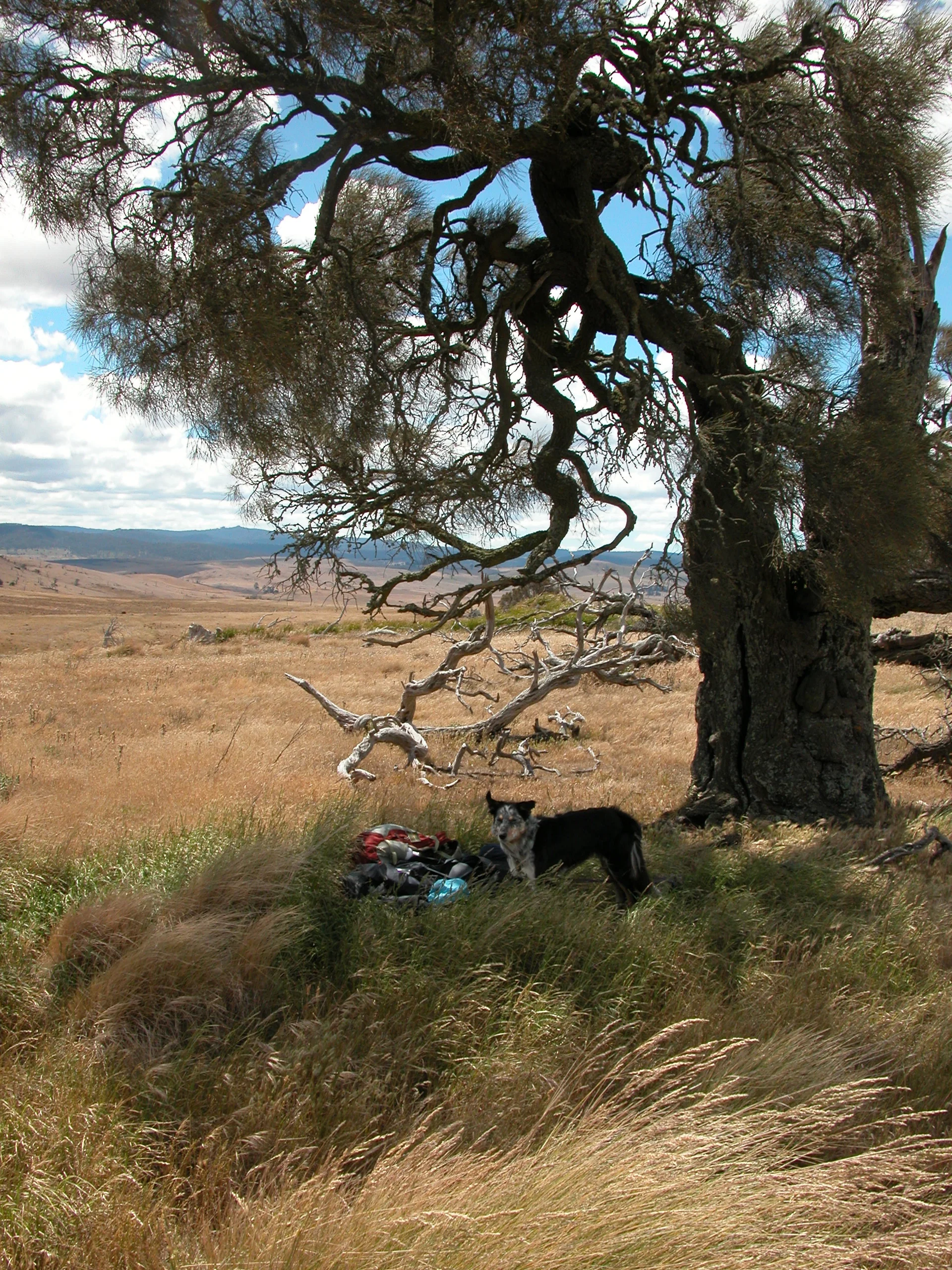 Mid-day rest spot for Pearl and me, under a wonderfully gnarled, windswept she-oak (casuarina). It was shady, and we could watch the sheep at their mid-day rest, but very windy at the top of the hill, as you can see from Pearl’s flying ears!