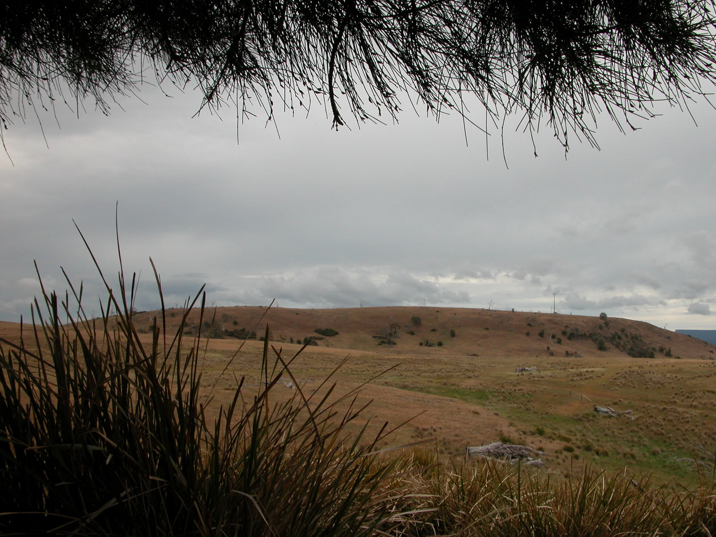he view from another mid-day rest spot that Pearl and I discovered–also under a she-oak, which has denser shade than the gum trees.