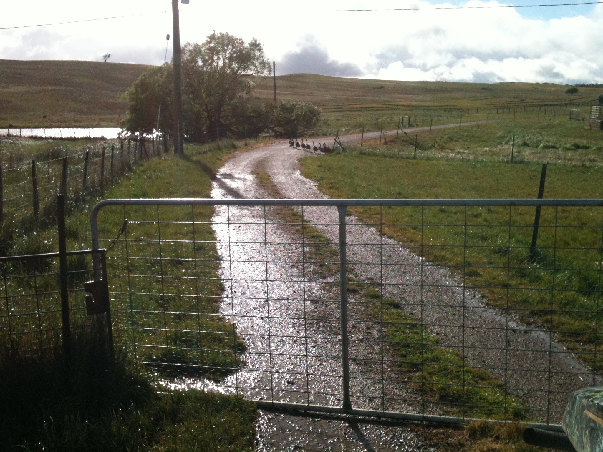 My last photo of the swans, taken just days before they disappeared. Fingers crossed, they’ll be back when they’ve learned to fly and Swan Lake has enough water in it again.