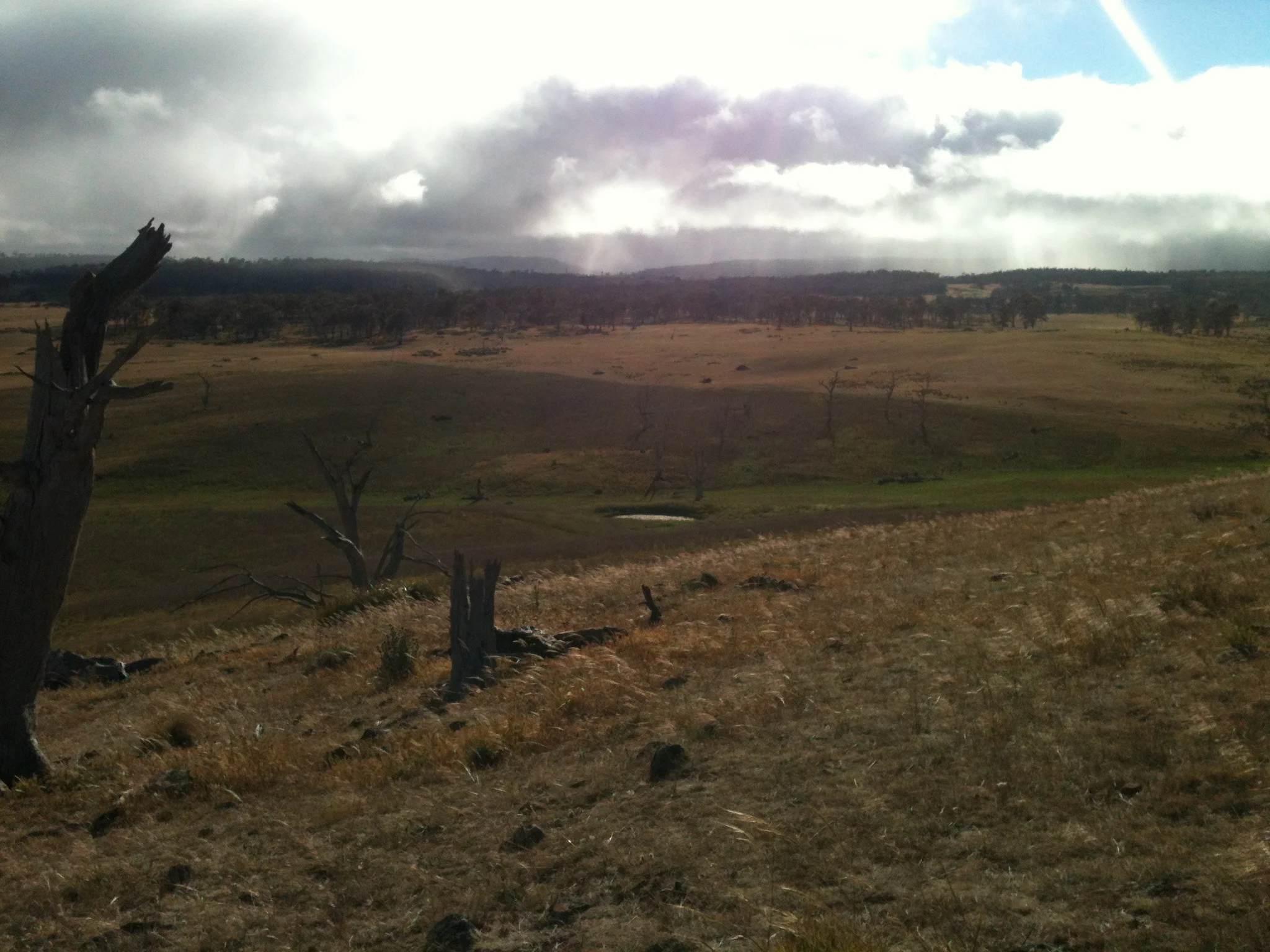The state of the landscape in mid-December. The foreground and green paddock are mine. The change to a drier paddock in the background marks my boundary. You can click on any of the photos in the Yarn to get a larger image in your browser.