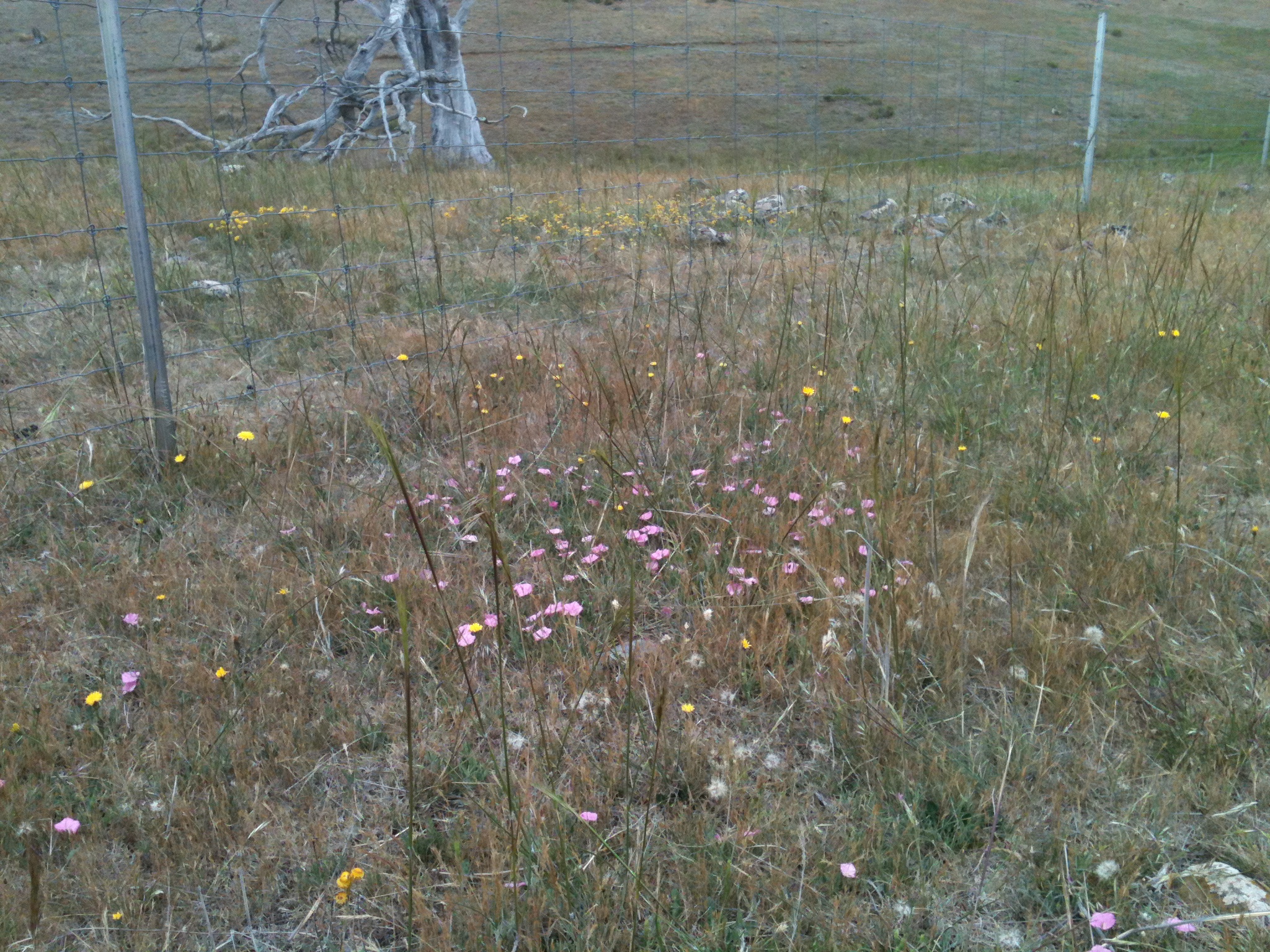 The only wildflowers I’ve seen in profusion this spring are the pink convolvulus (native bindweed) and the darling bright yellow everlastings. I love the colour combination!