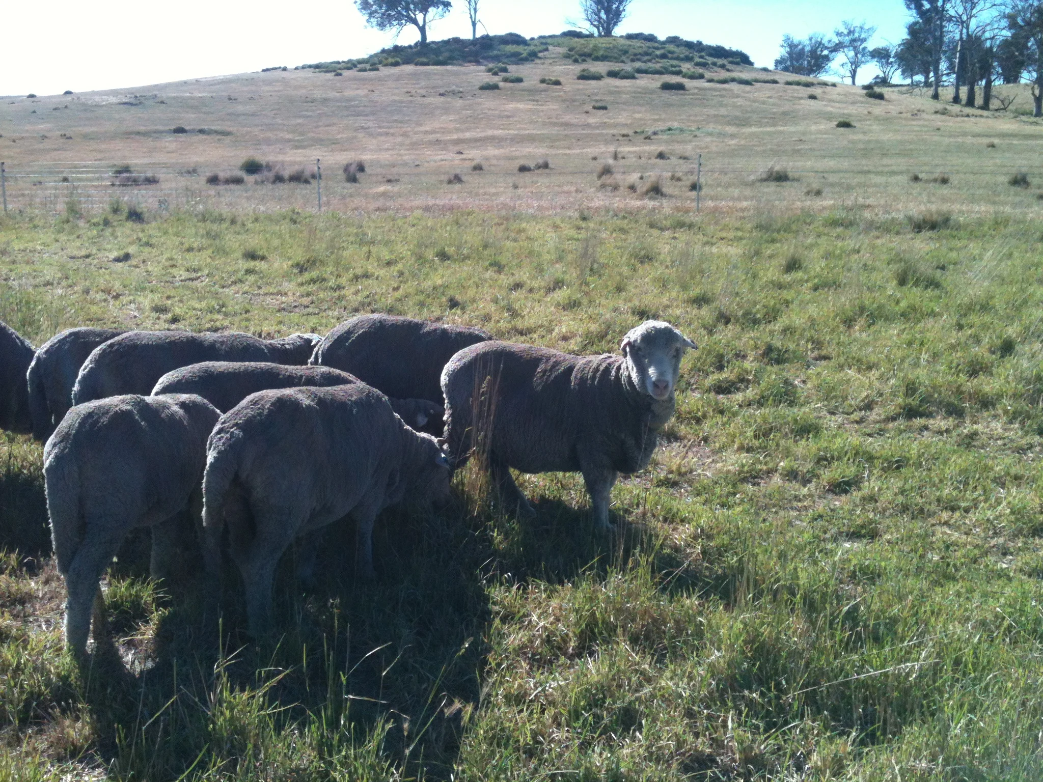 Old Leader giving me “the look”–it’s something like, “If you think you can do a better job leading them, then you go right ahead!”