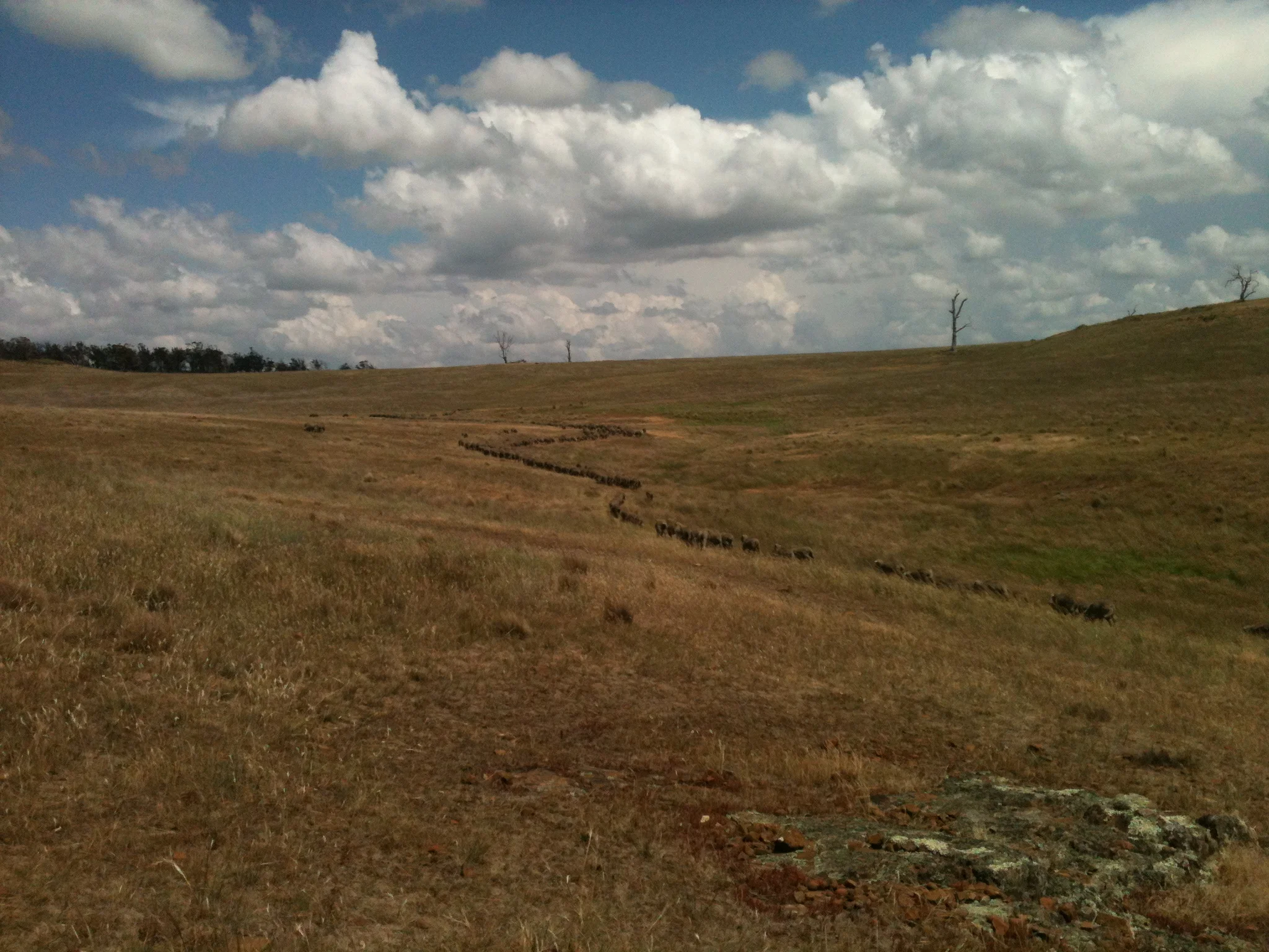 The flock heading to a waterhole and mid-day rest.