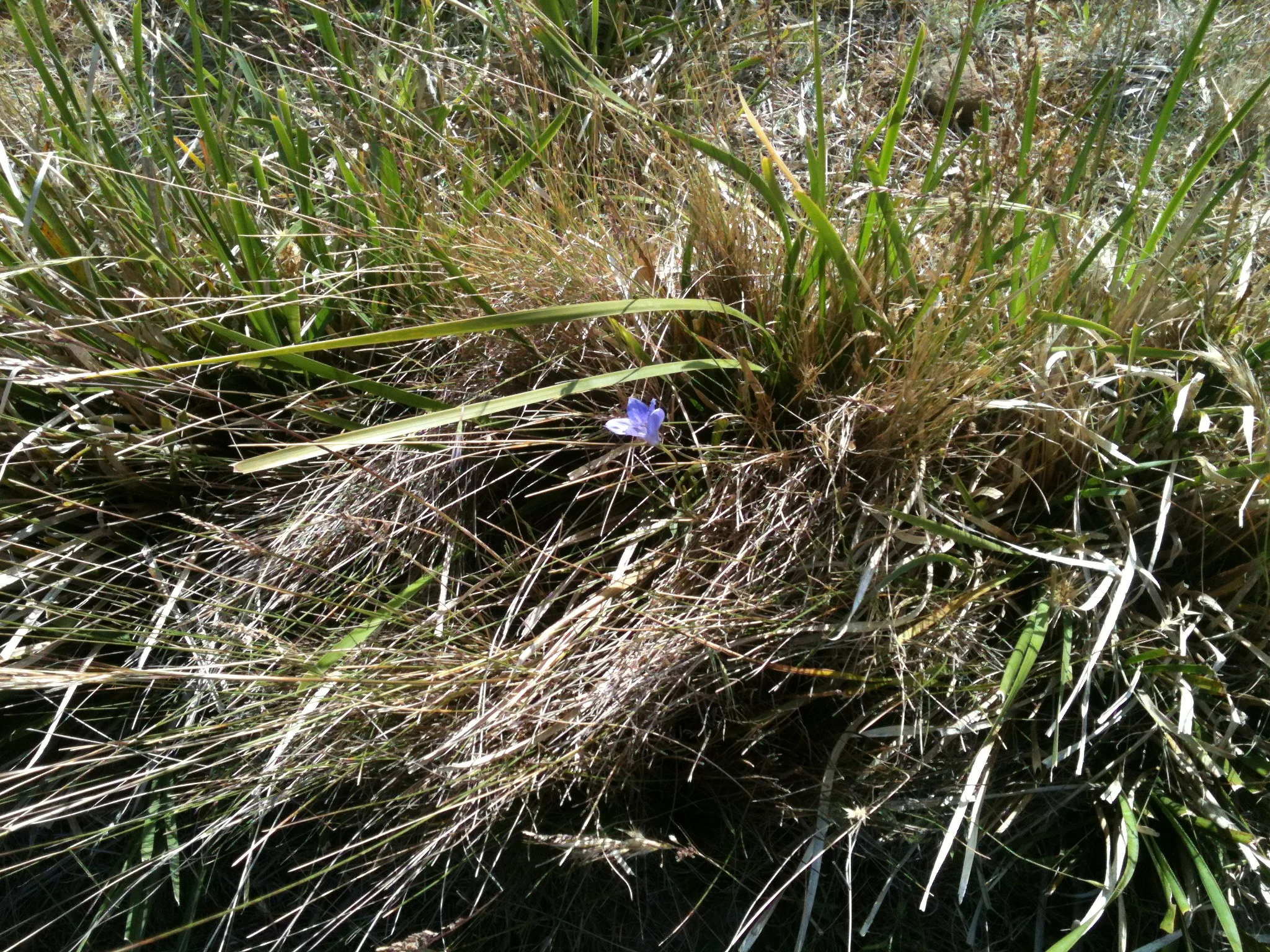 Wildflowers have been fairly scarce this dry spring, but I found this native bluebell just yesterday while shepherding.