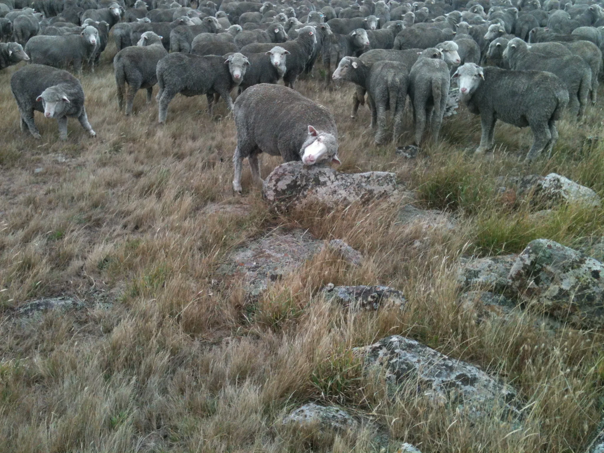 Ahhhh. Just the right rock to get that itch.