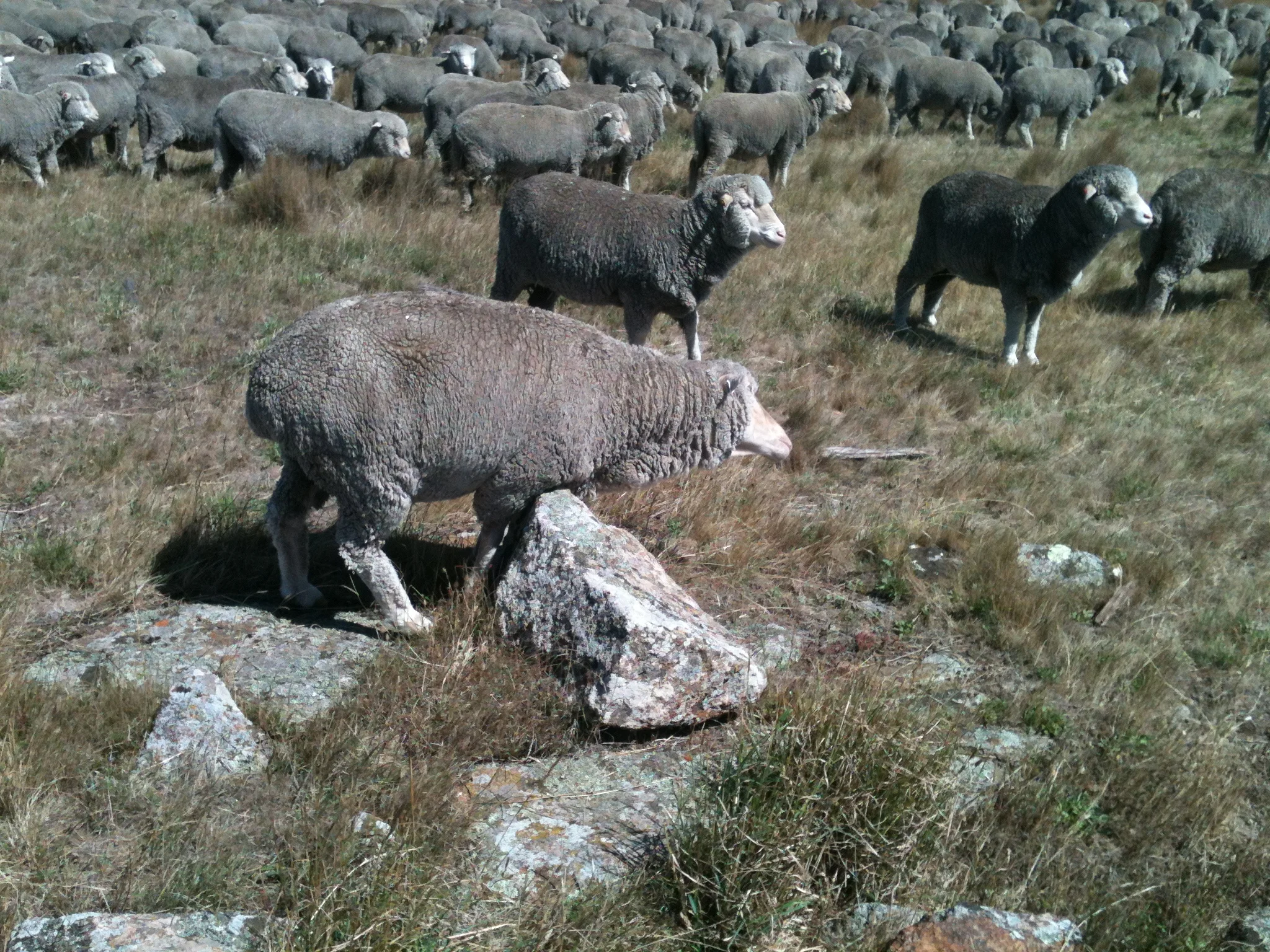 Same ewe, different rock. She’s the only one I’ve seen do this.