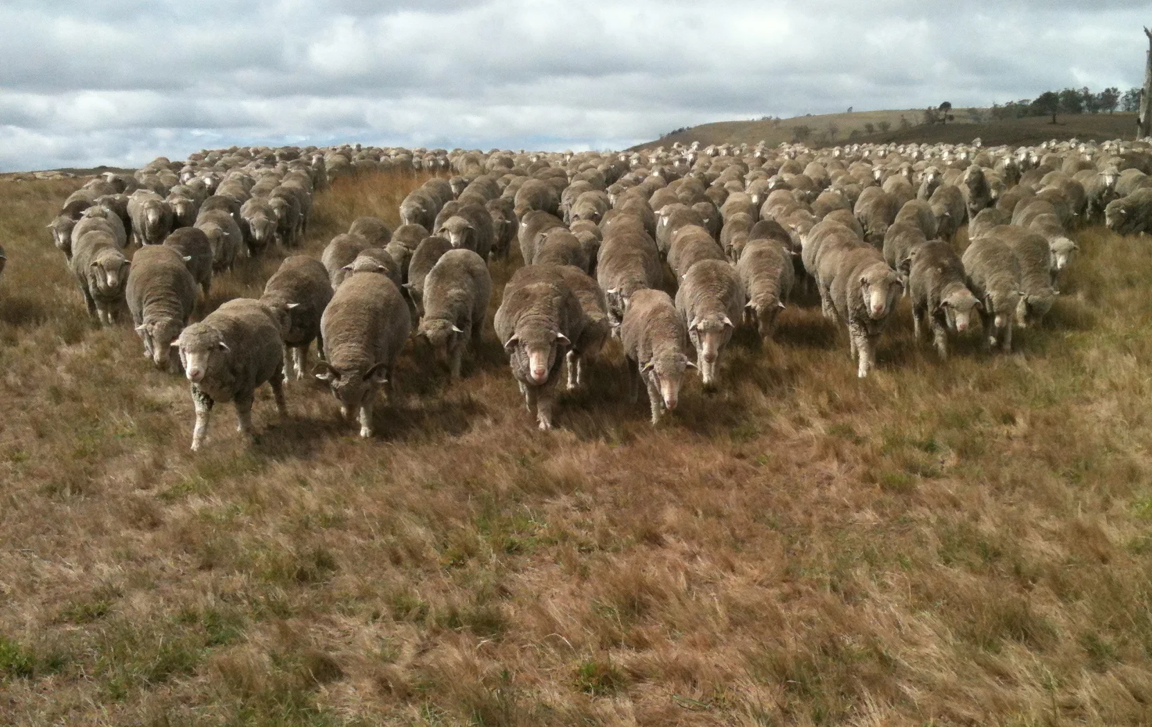 My flock following me through a gate with great determination (they love the paddock they were heading into)