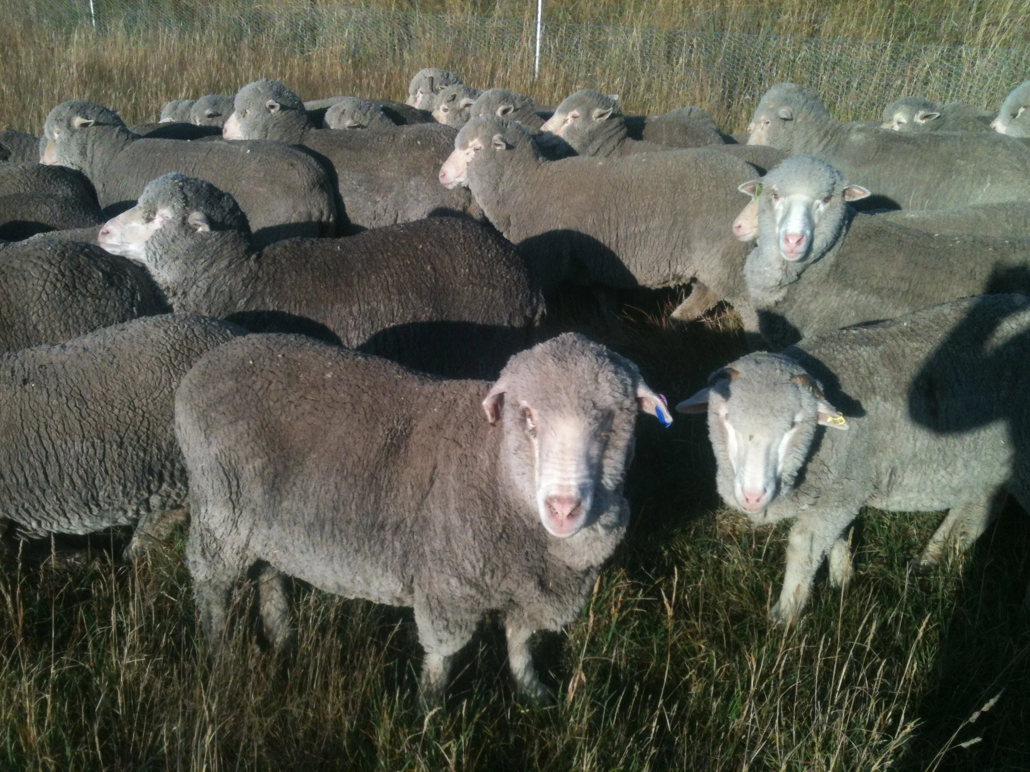HRH (Old Leader) just after coming through a gate. The young sheep next to her is one she seems to have adopted. Prince of Wales?   