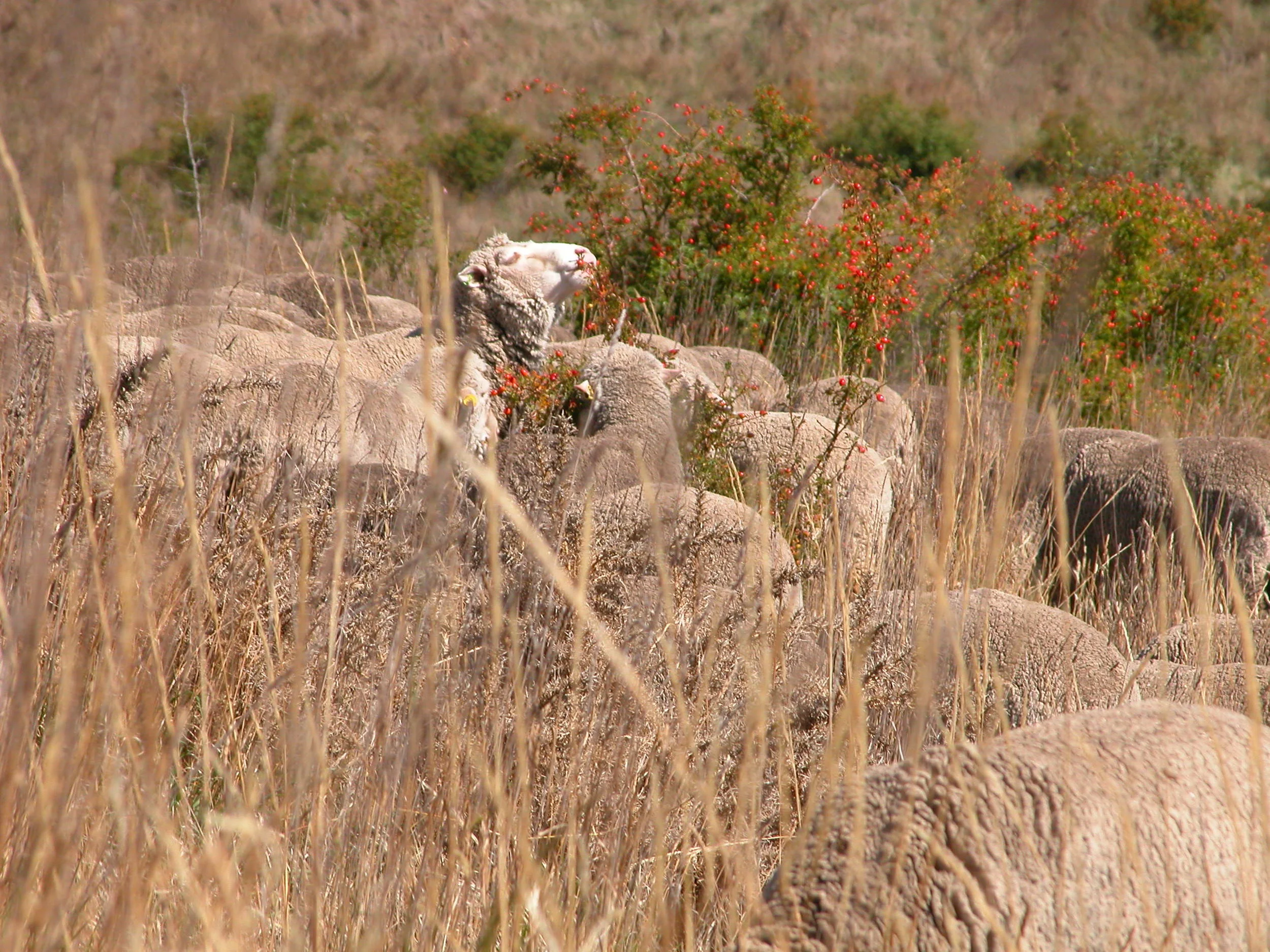 Briar rose hips are an autumn favourite. These are on a stretch of hillside seldom grazed by the sheep unless the dogs and I take them there.