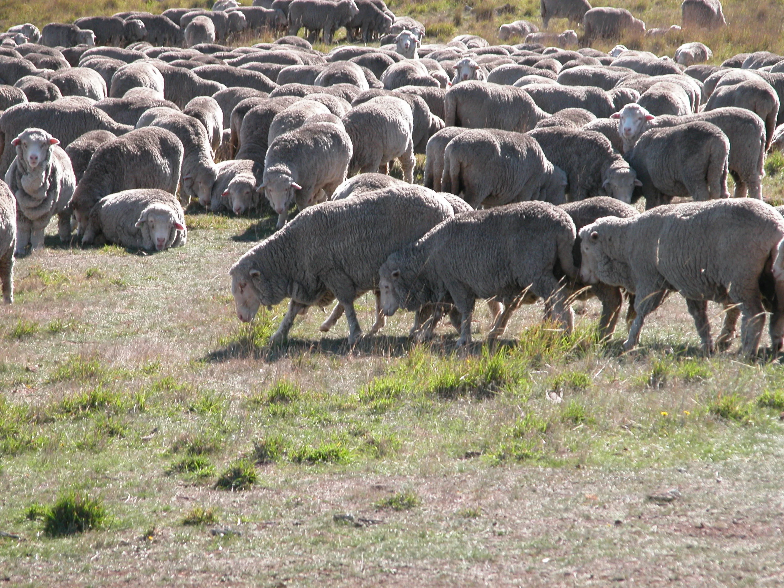 Hillary and her daughters starting one of their rounds through the resting flock.