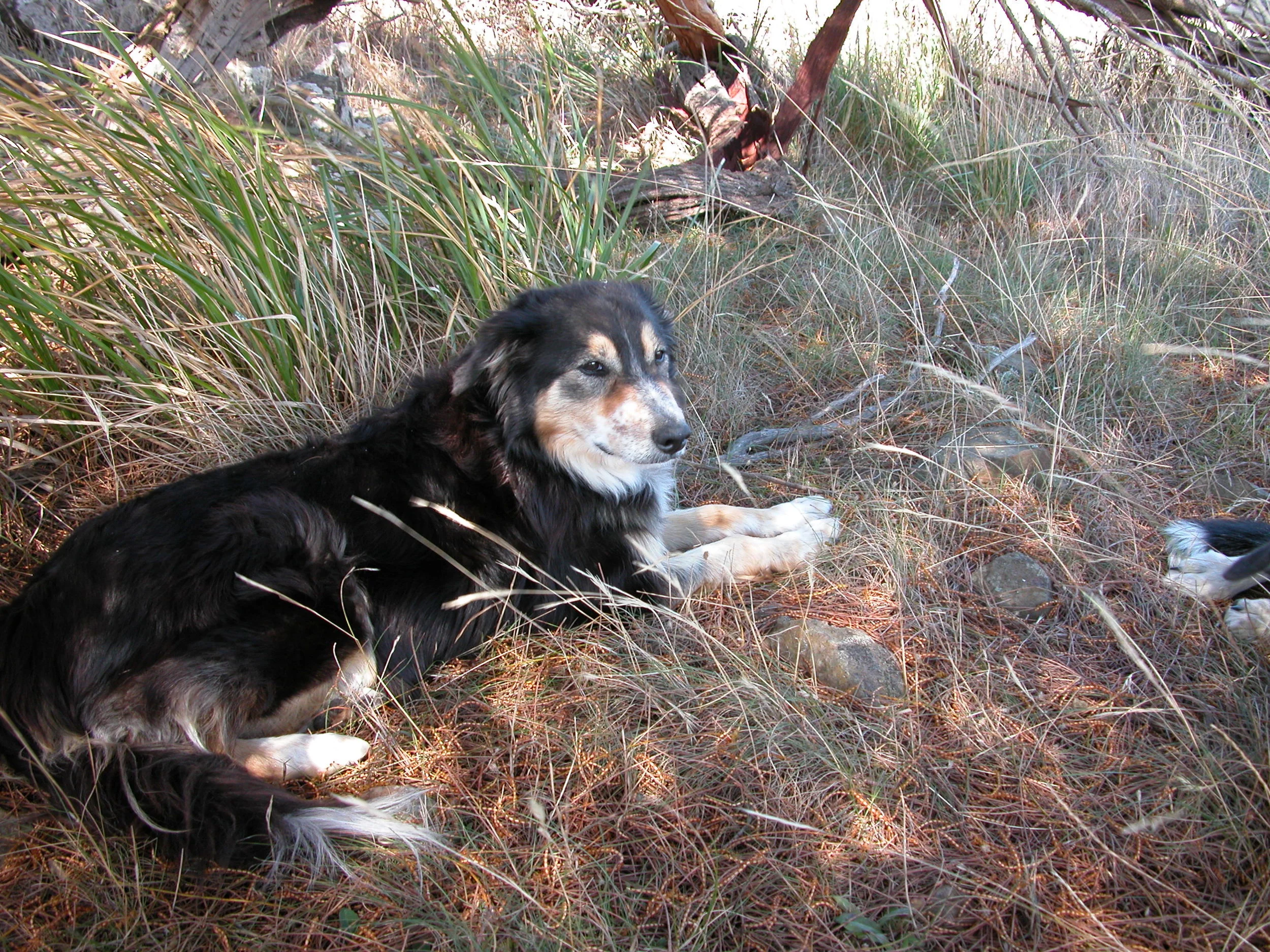 Janie having a well-earned rest at morning tea time–which can occur anywhere from 9:30 to noon, depending on how the music of the day goes.