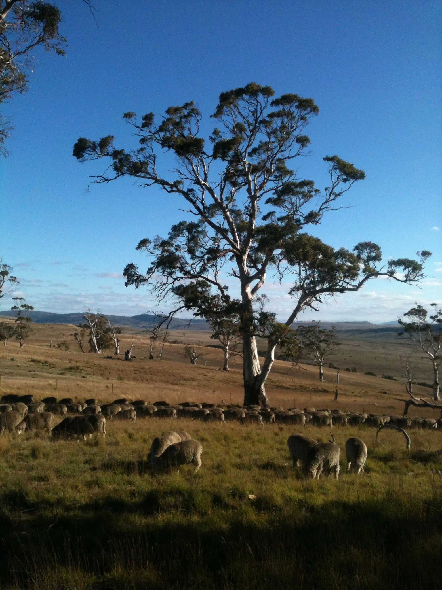 Just before mid-day rest in the grazing circuit, the flock is enjoying a particularly nice bit of forage, with a white gum (eucalyptus viminalis) as backdrop.