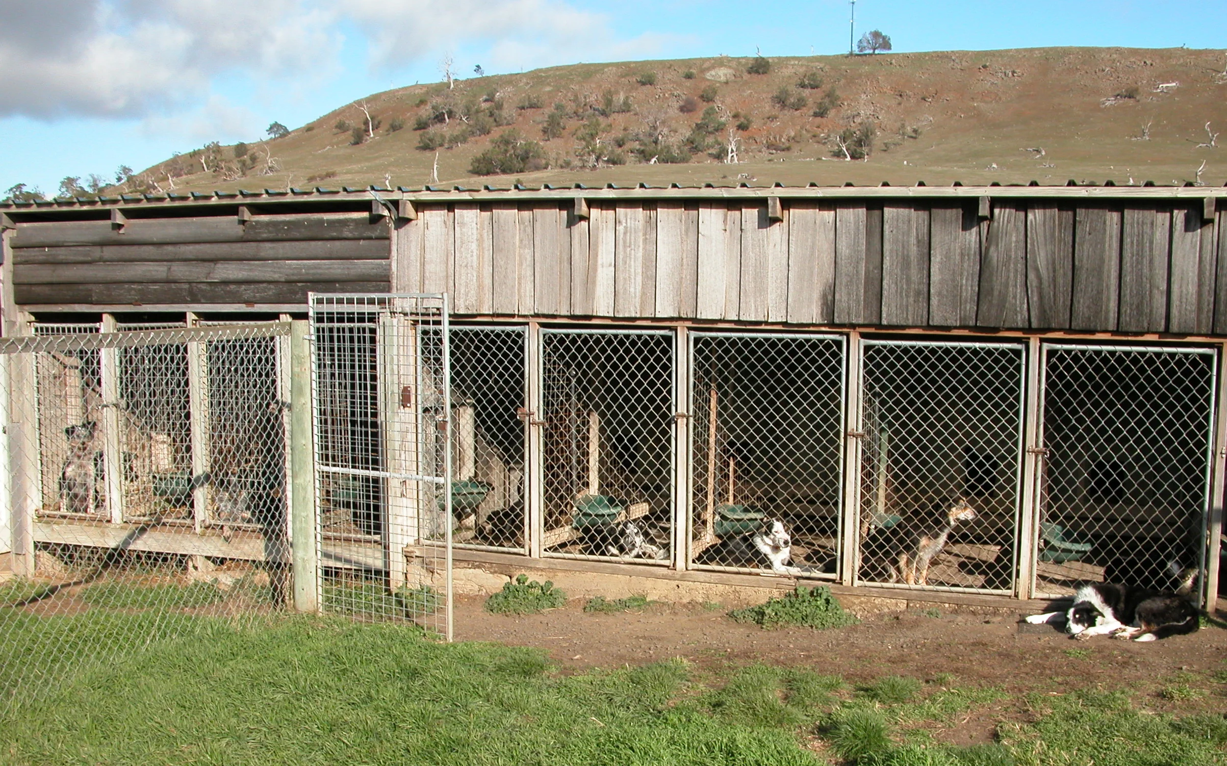 The kennels. From left to right: Pearl, Jax, Blaze, Chance, Joker, Jane and Sis