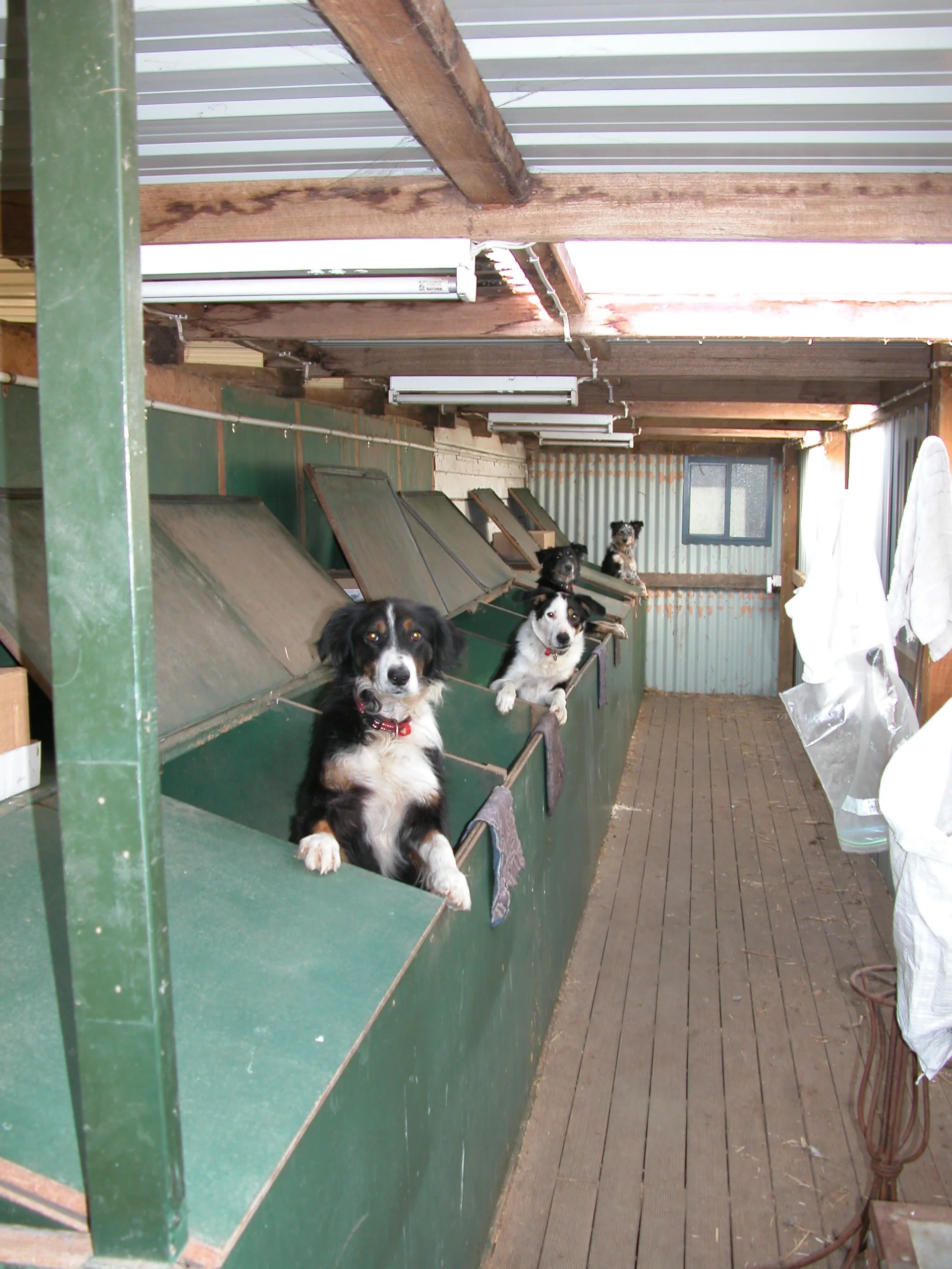 The current kids: Janie’s offspring: Flynn, Joker, Blaze and Pearl (who had a completely white head at birth, now cinnamon and salt and pepper).