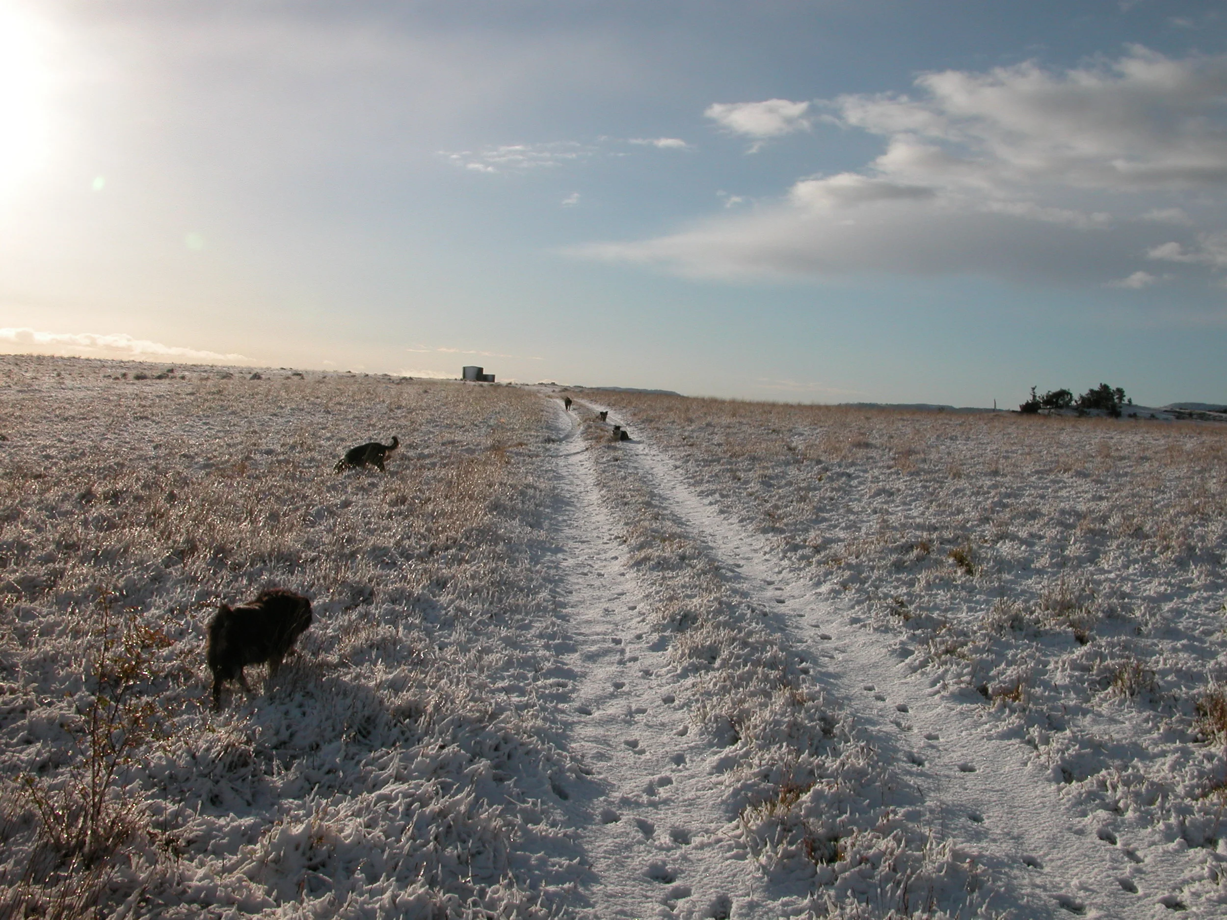 The early morning run after the first snowstorm of this winter. The five youngsters are just waiting for me get the Polaris moving again.