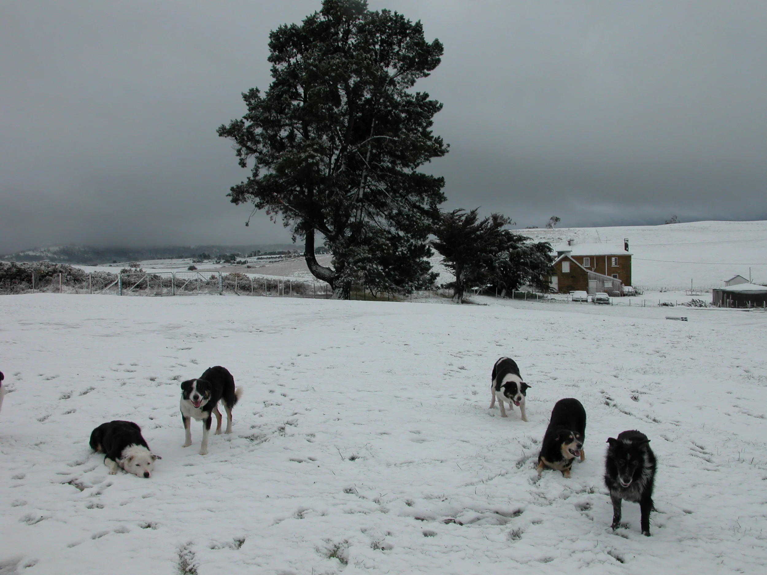 The previous generation: Pearl (the elder), her son Mac and daughter Flash, Bear and Luke. Bear and Flash were parents to Janie and Chance.