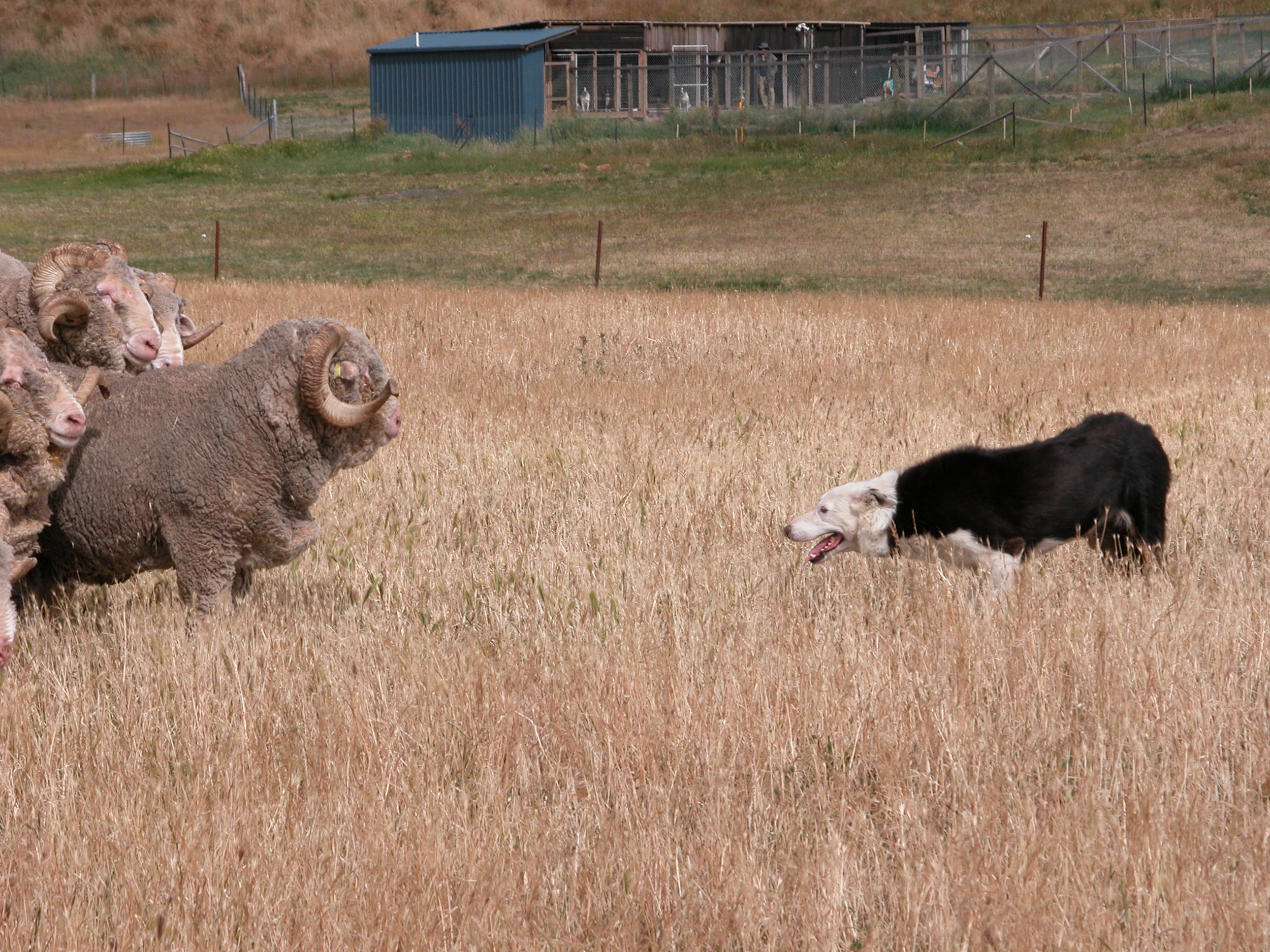 My all-time favourite photo of Pearl the elder, facing down the rams. January 2004. Kennels in the background.