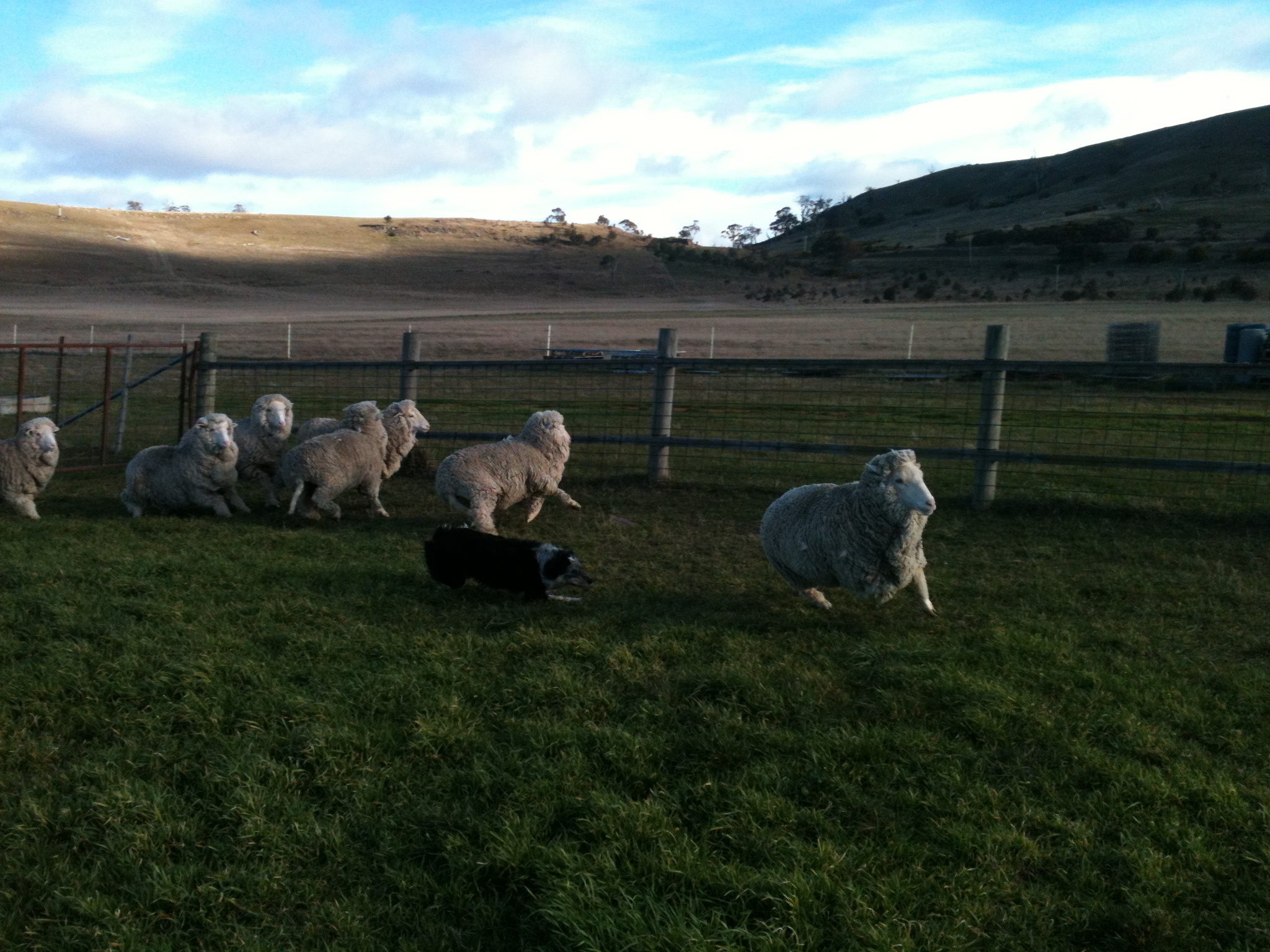 Pearl in early training. As you can see, working the dogs on a small group of sheep in a constrained area gets everybody wired, including the trainer.